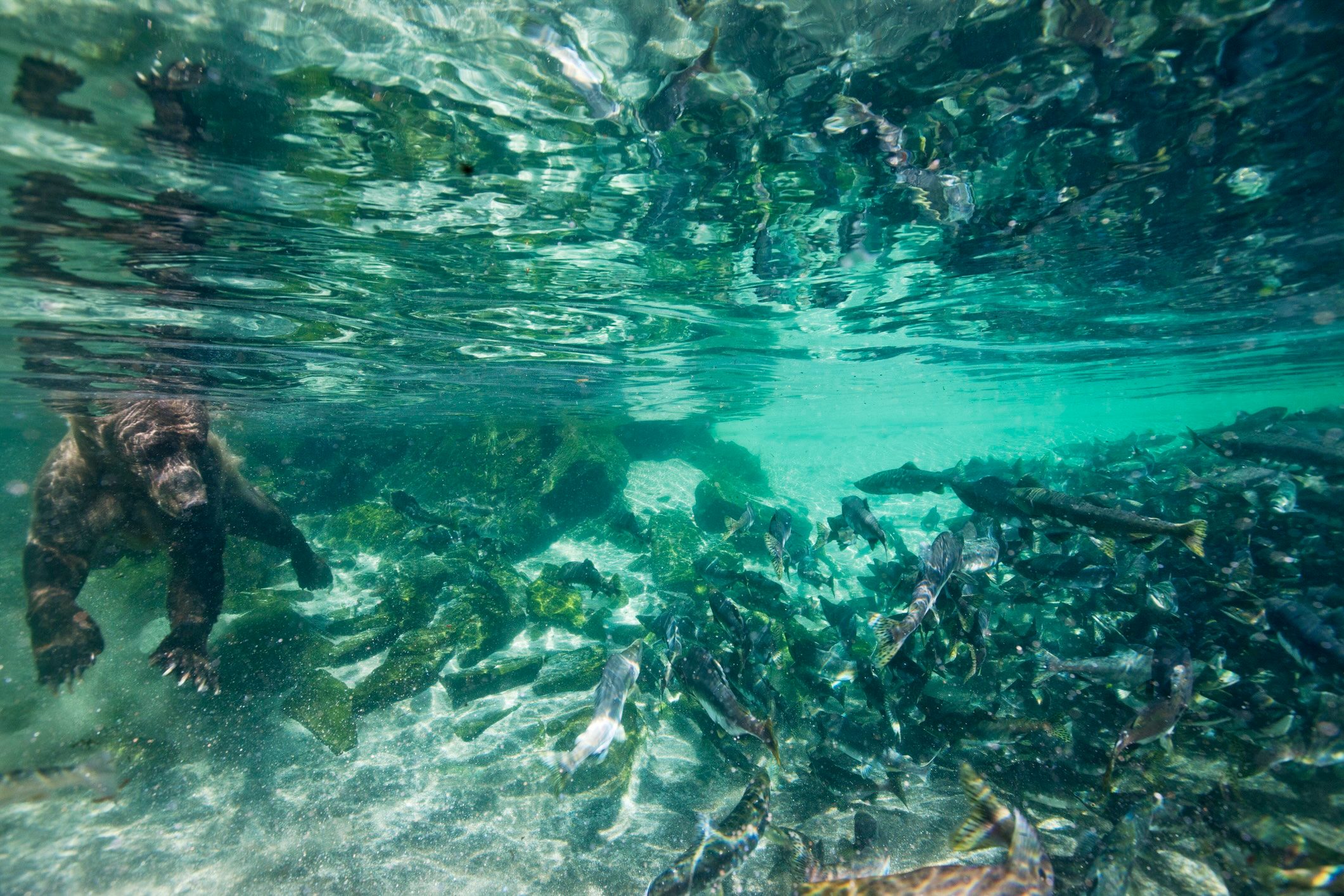 Brown bear, Katmai National Park, Alaska