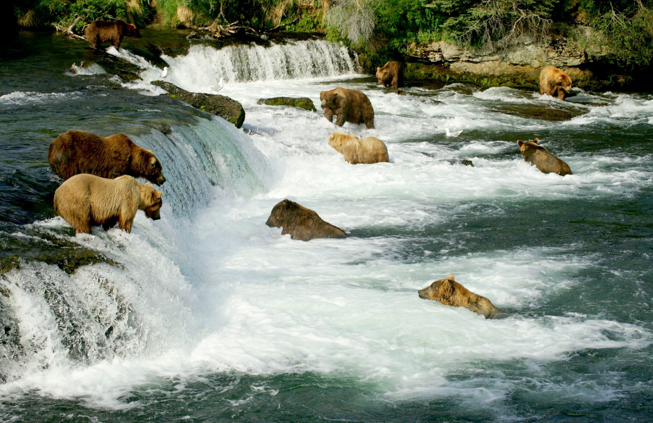 Grizzly bears