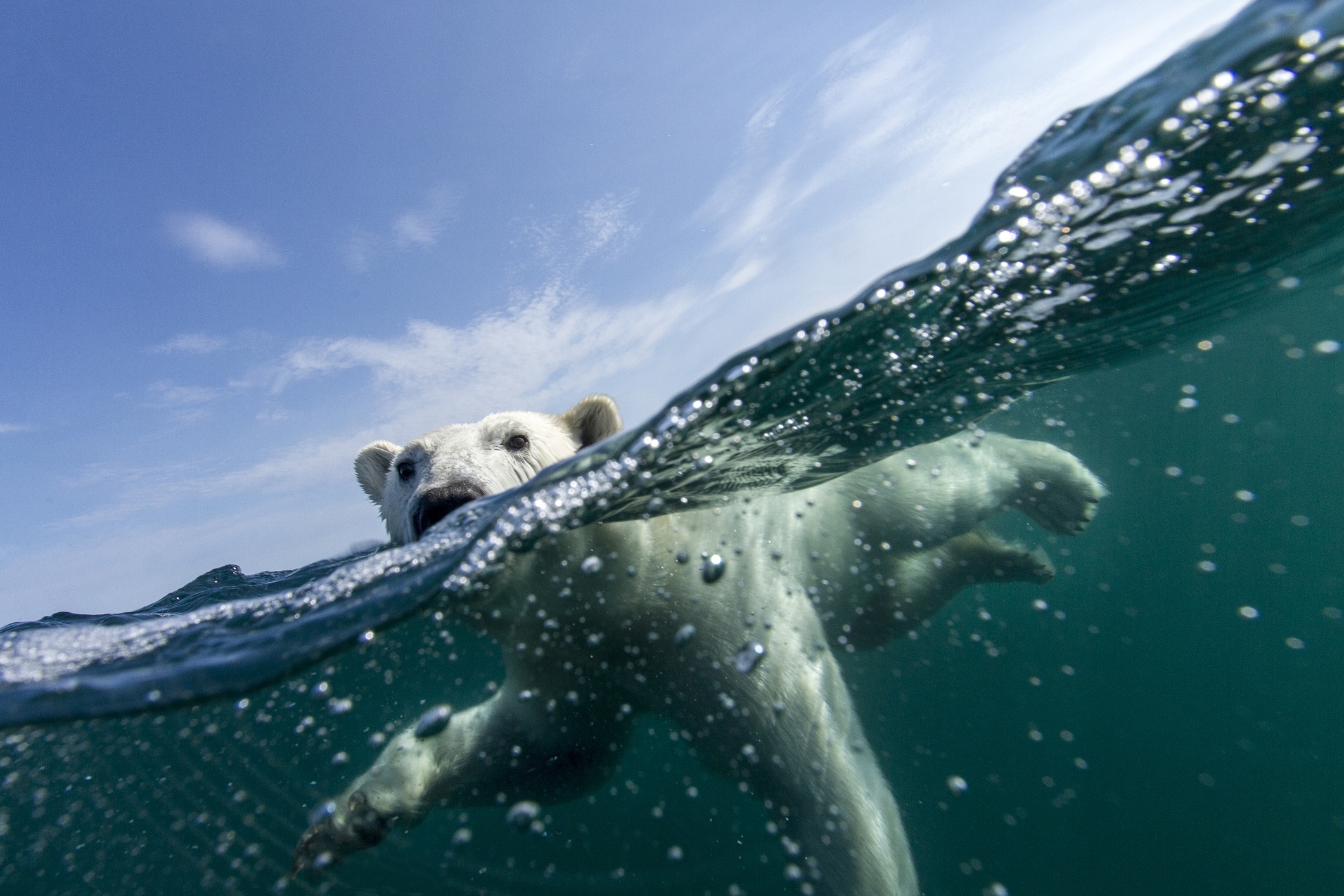 Polar bear, Hudson Bay, Nunavut, Canada