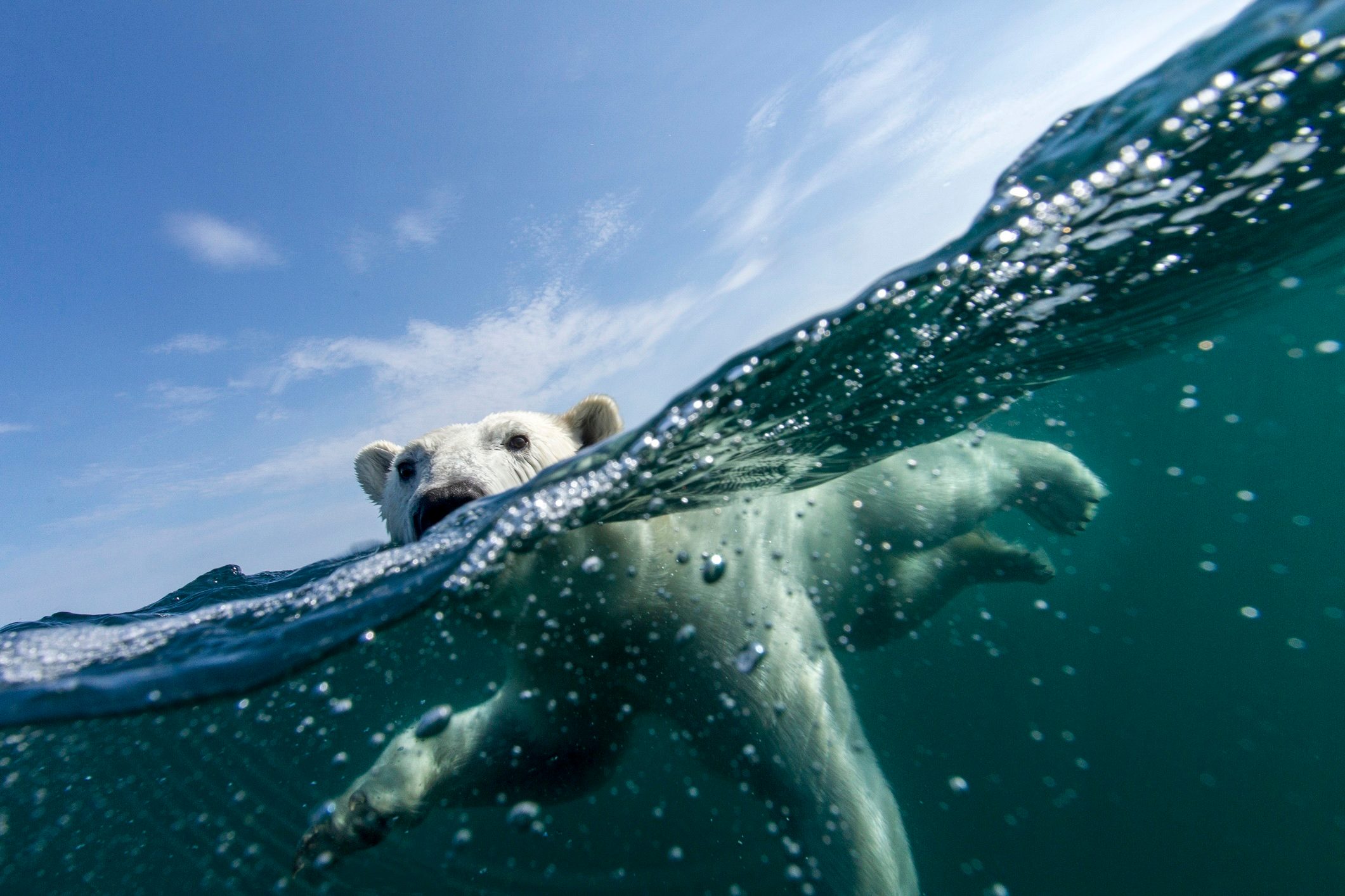 Polar bear, Hudson Bay, Nunavut, Canada