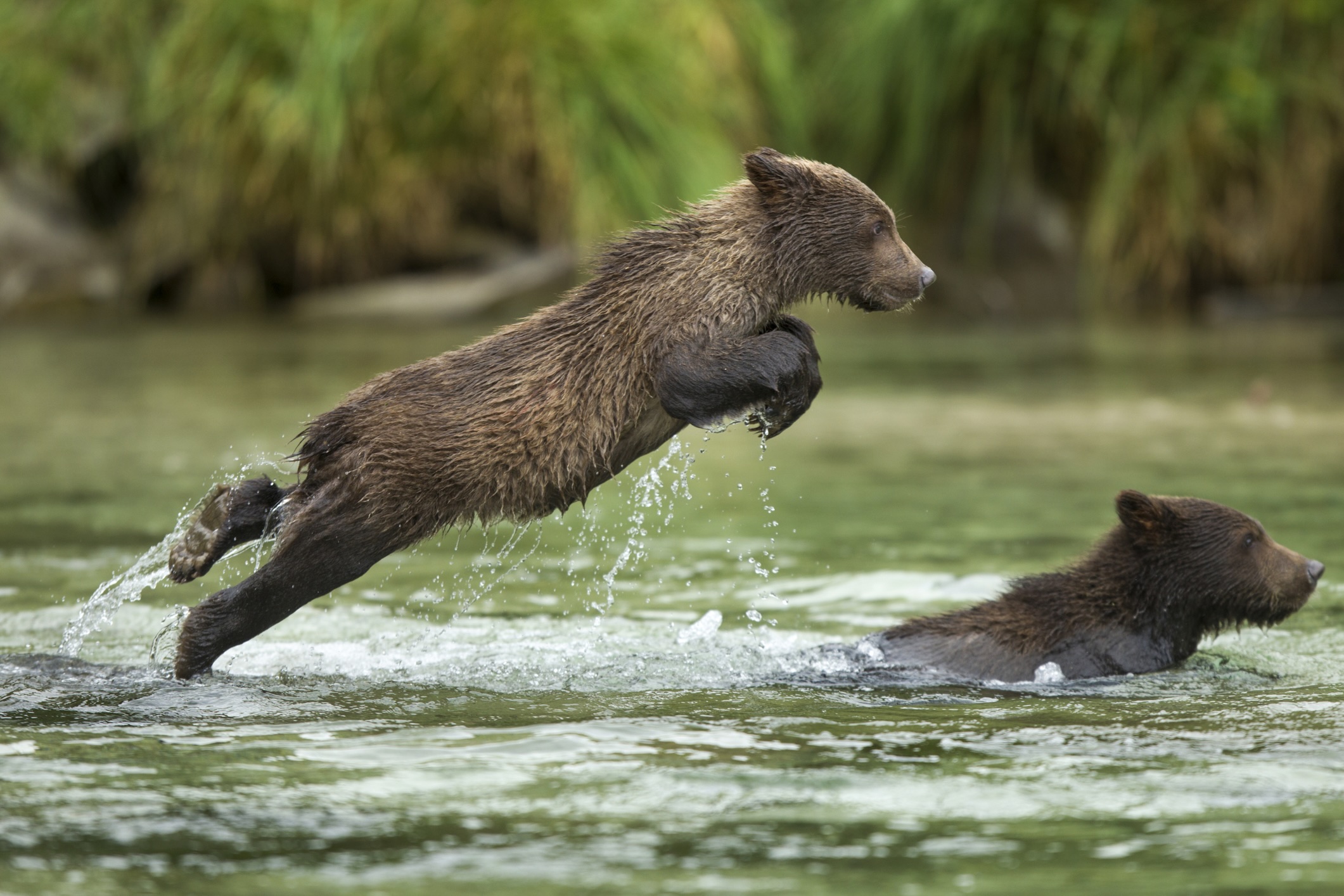 Brown bear cubs, Katmai National Park, Alaska