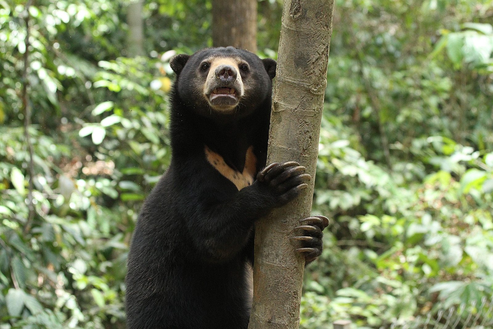 Sun bear holding tree