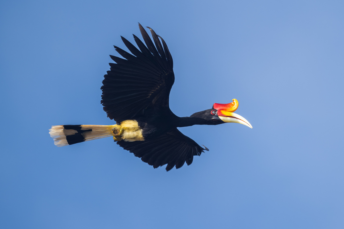 Rhinoceros hornbill (Buceros rhinoceros) in flight, national bird of Malaysia.