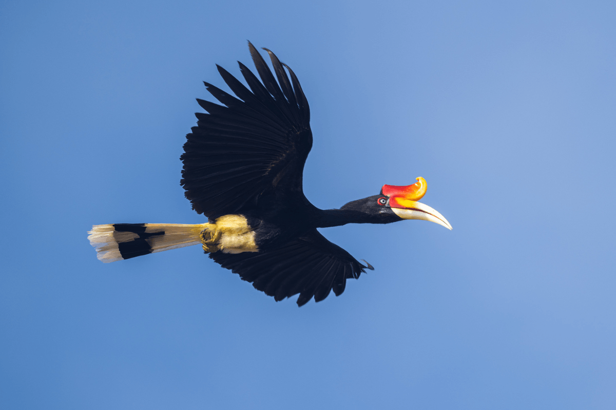 Rhinoceros hornbill (Buceros rhinoceros) in flight, national bird of Malaysia.