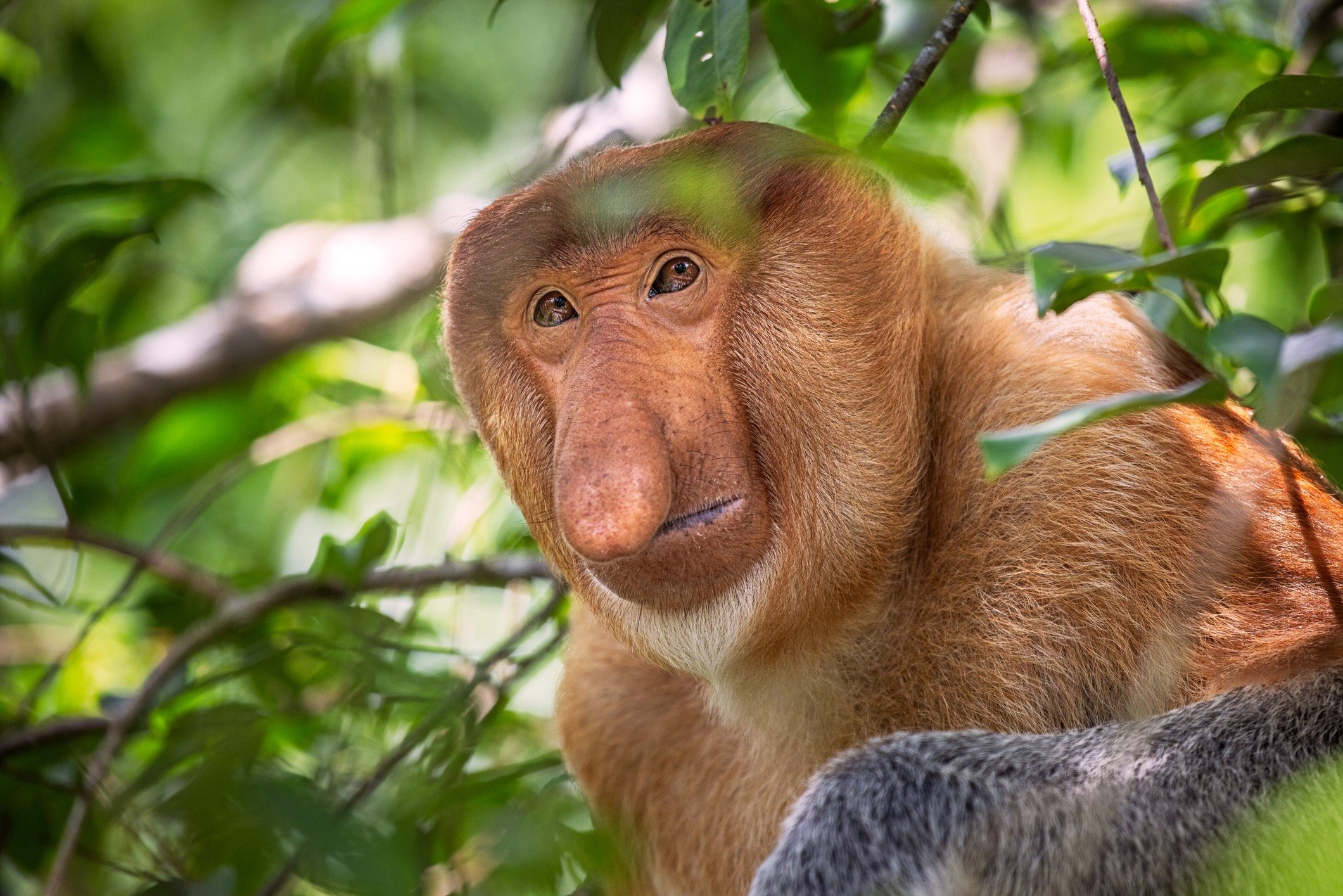 Proboscis monkey in tree