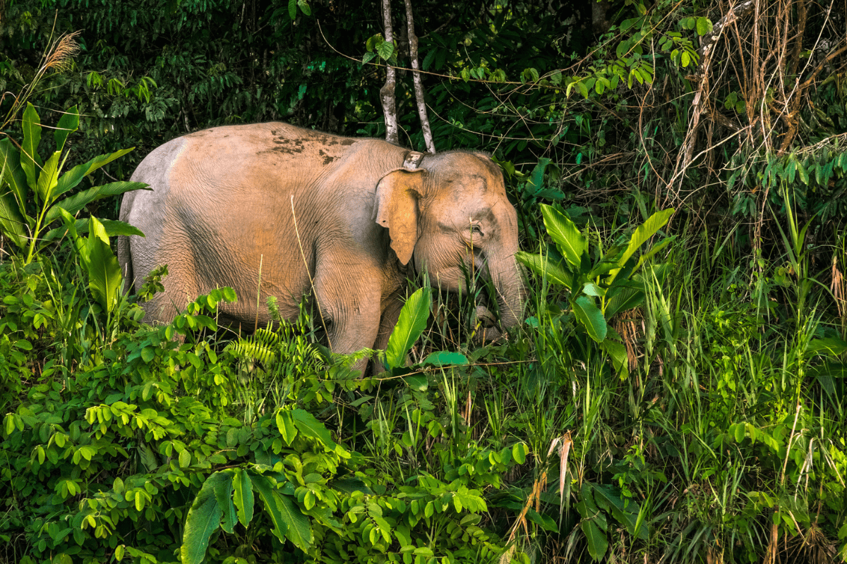 Pygmy elephant in Borneo.