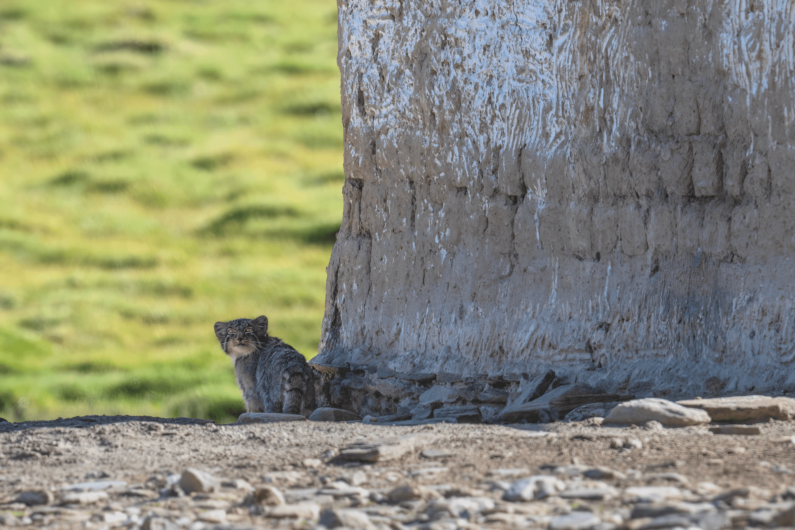 Pallas cat