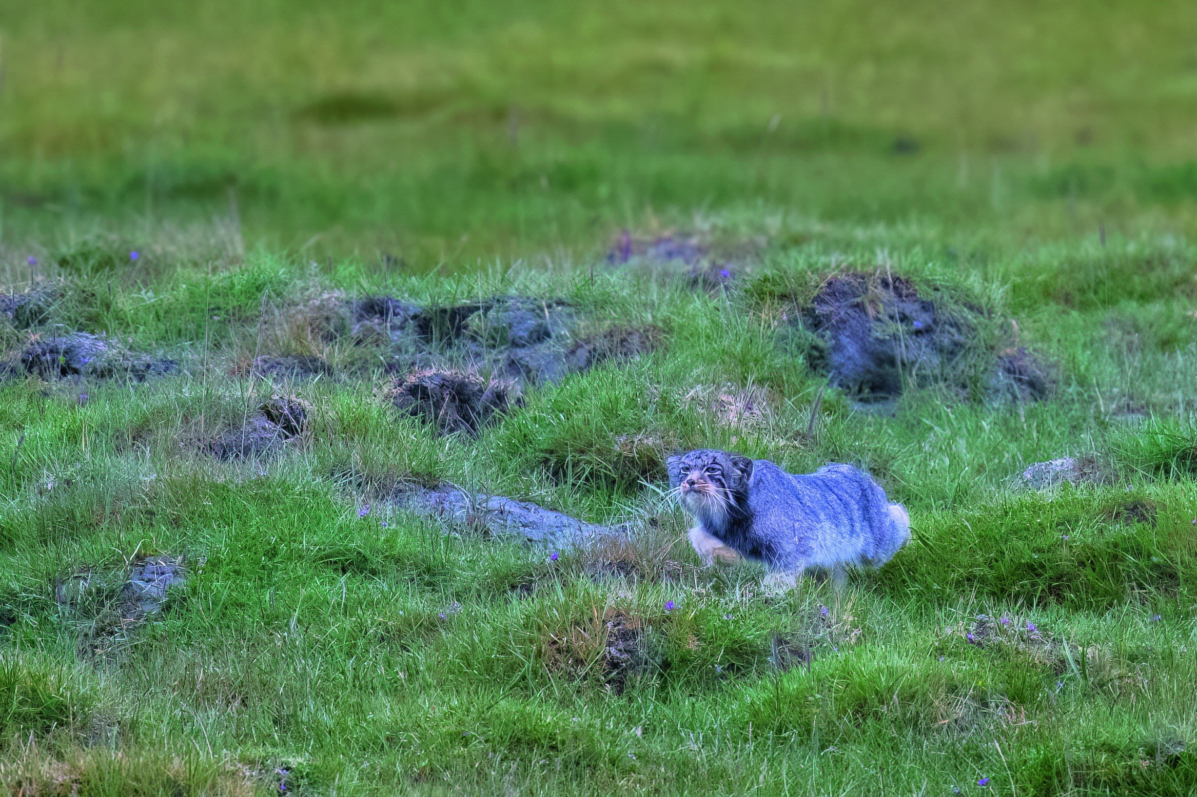 Short limbs help Pallas's cats maintain a crouching posture.