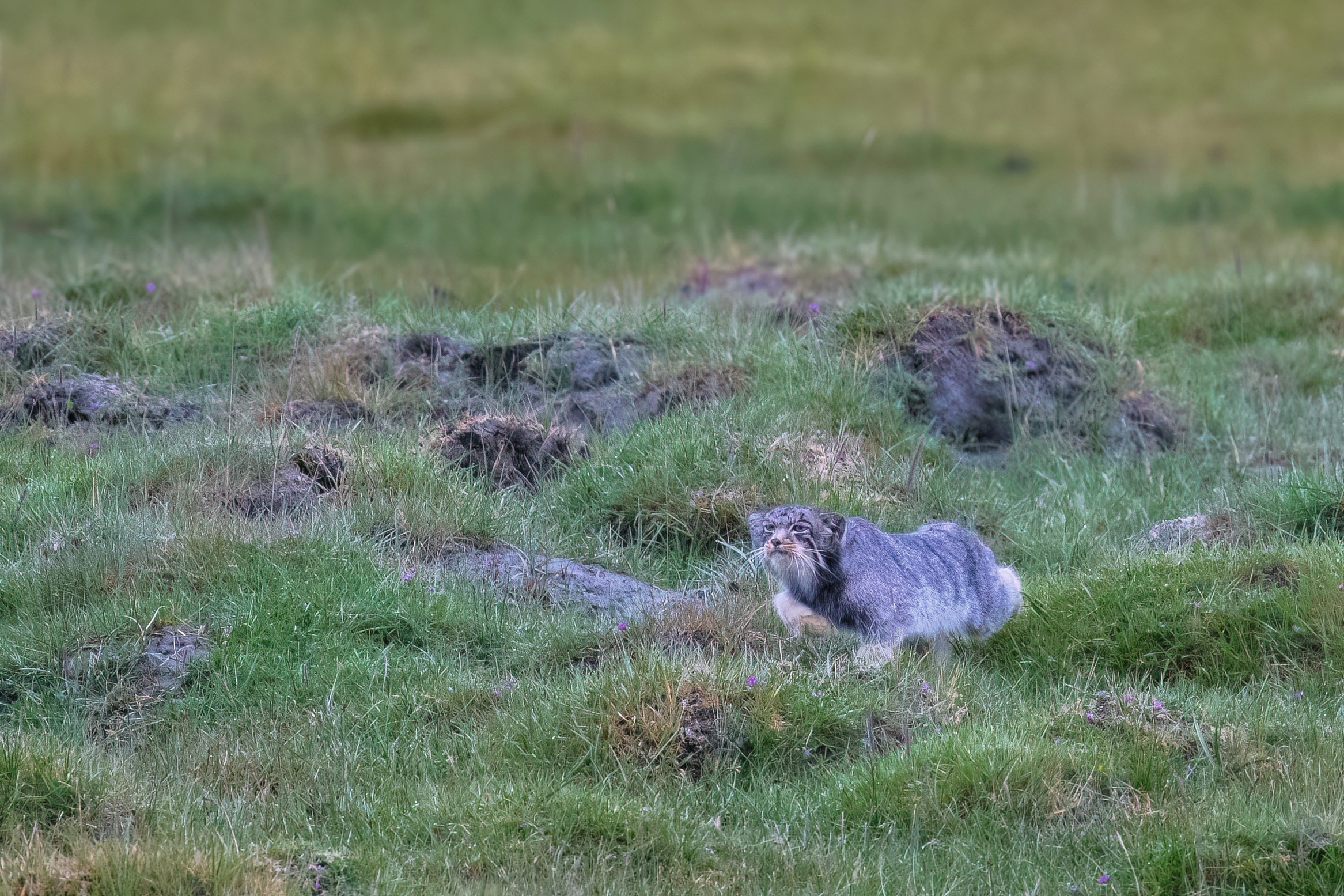 Short limbs help Pallas's cats maintain a crouching posture.