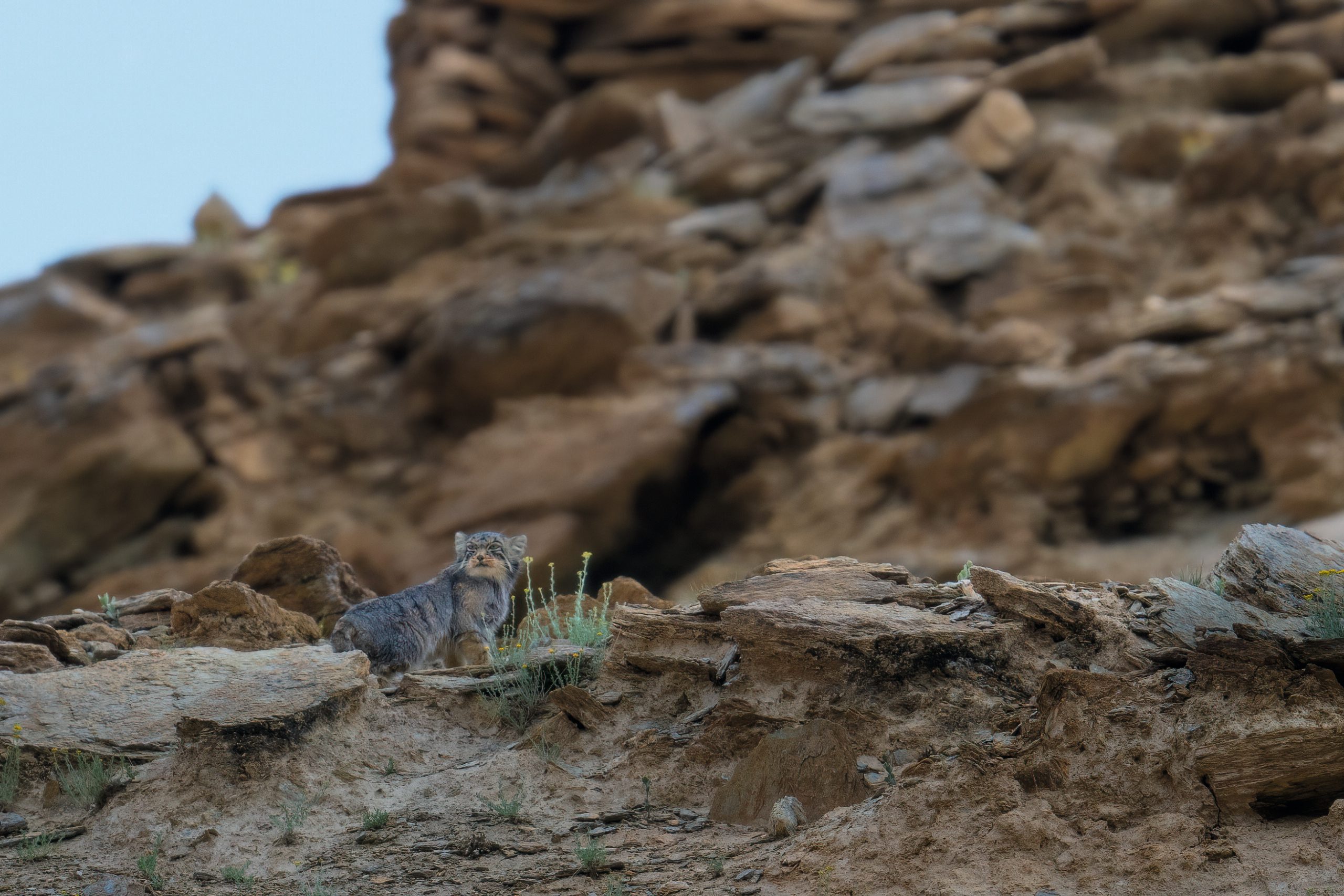 The pallas cat in its realm