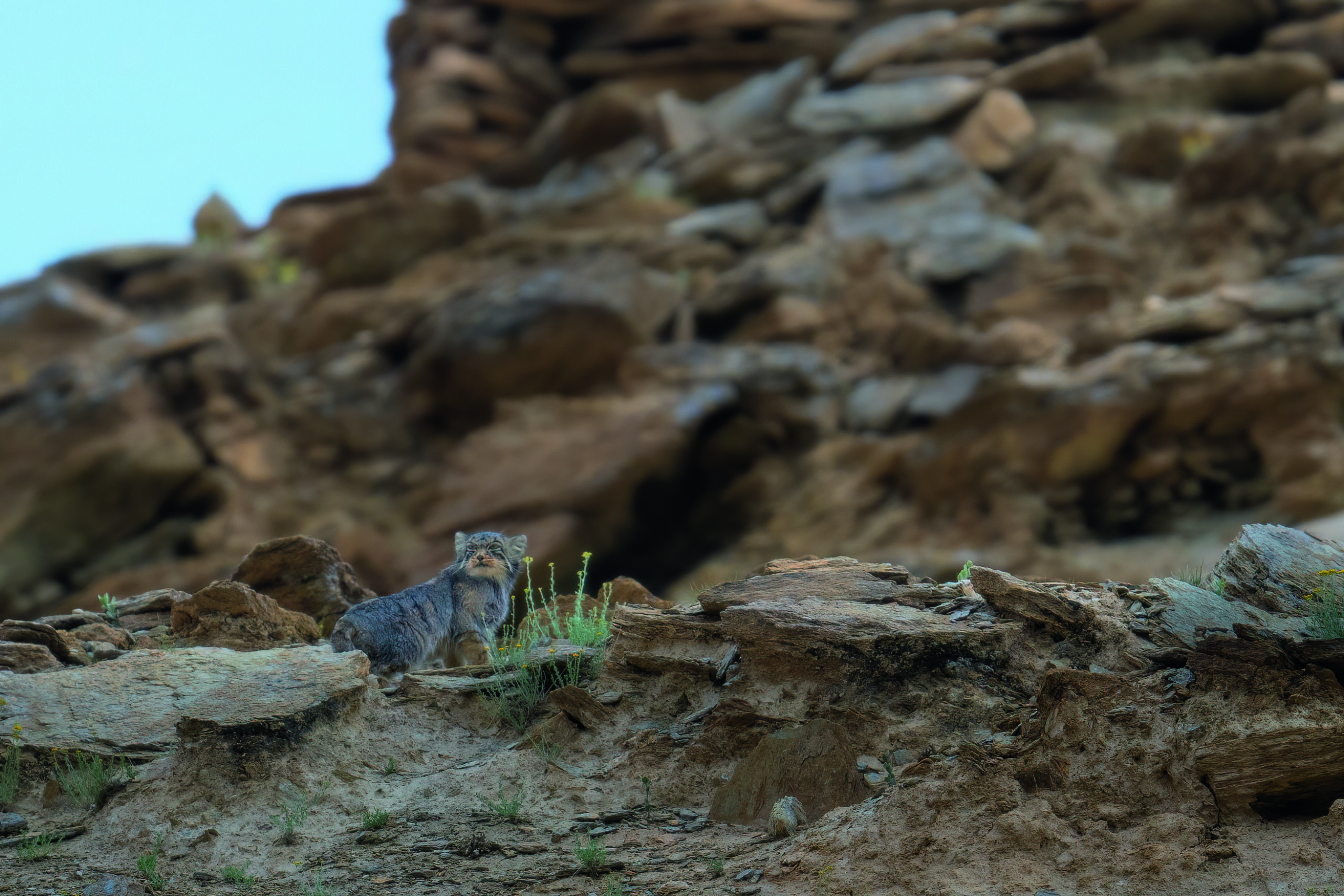 The pallas cat in its realm