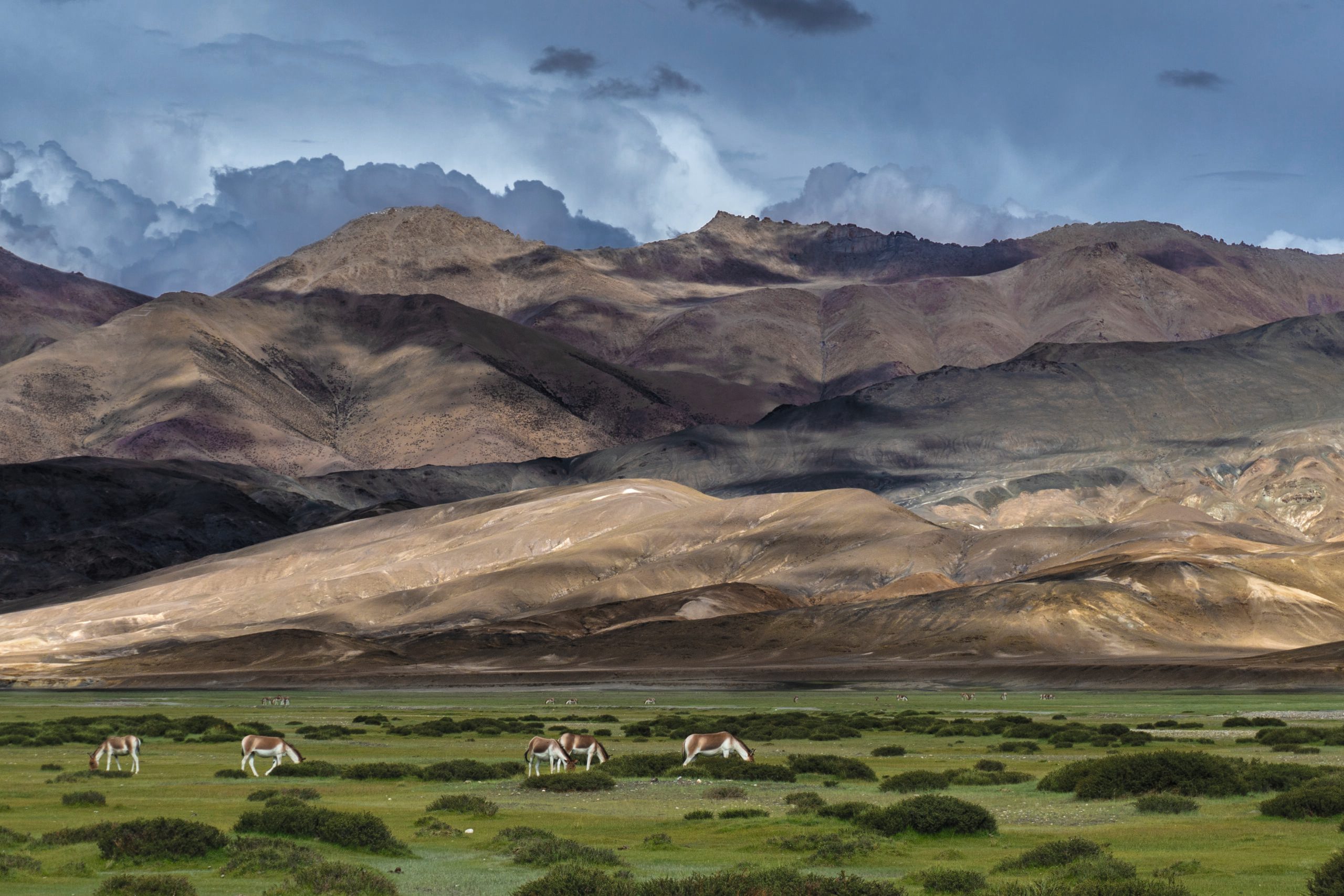 The marshland at Hanle in the middle of a barren desert