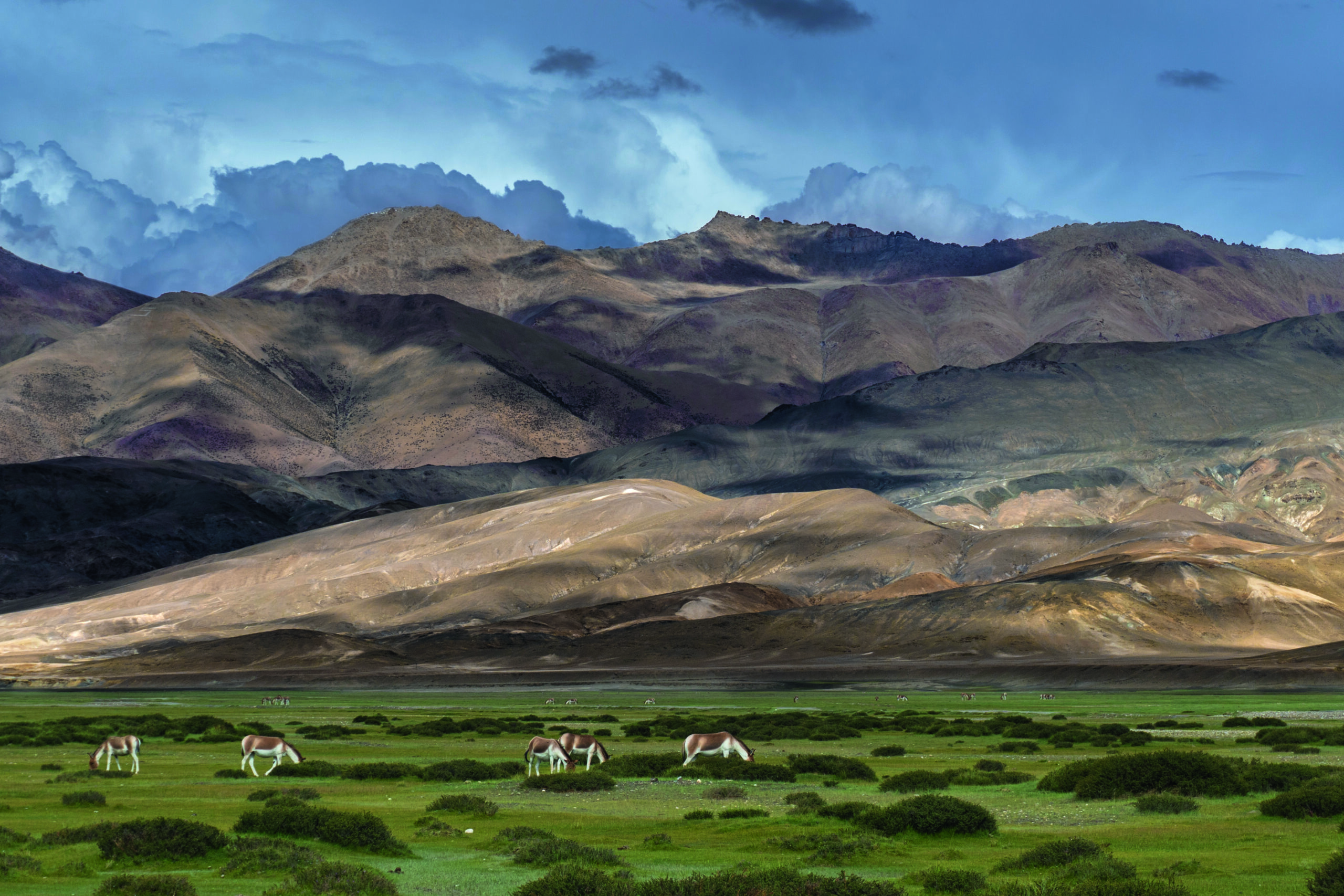 The marshland at Hanle in the middle of a barren desert