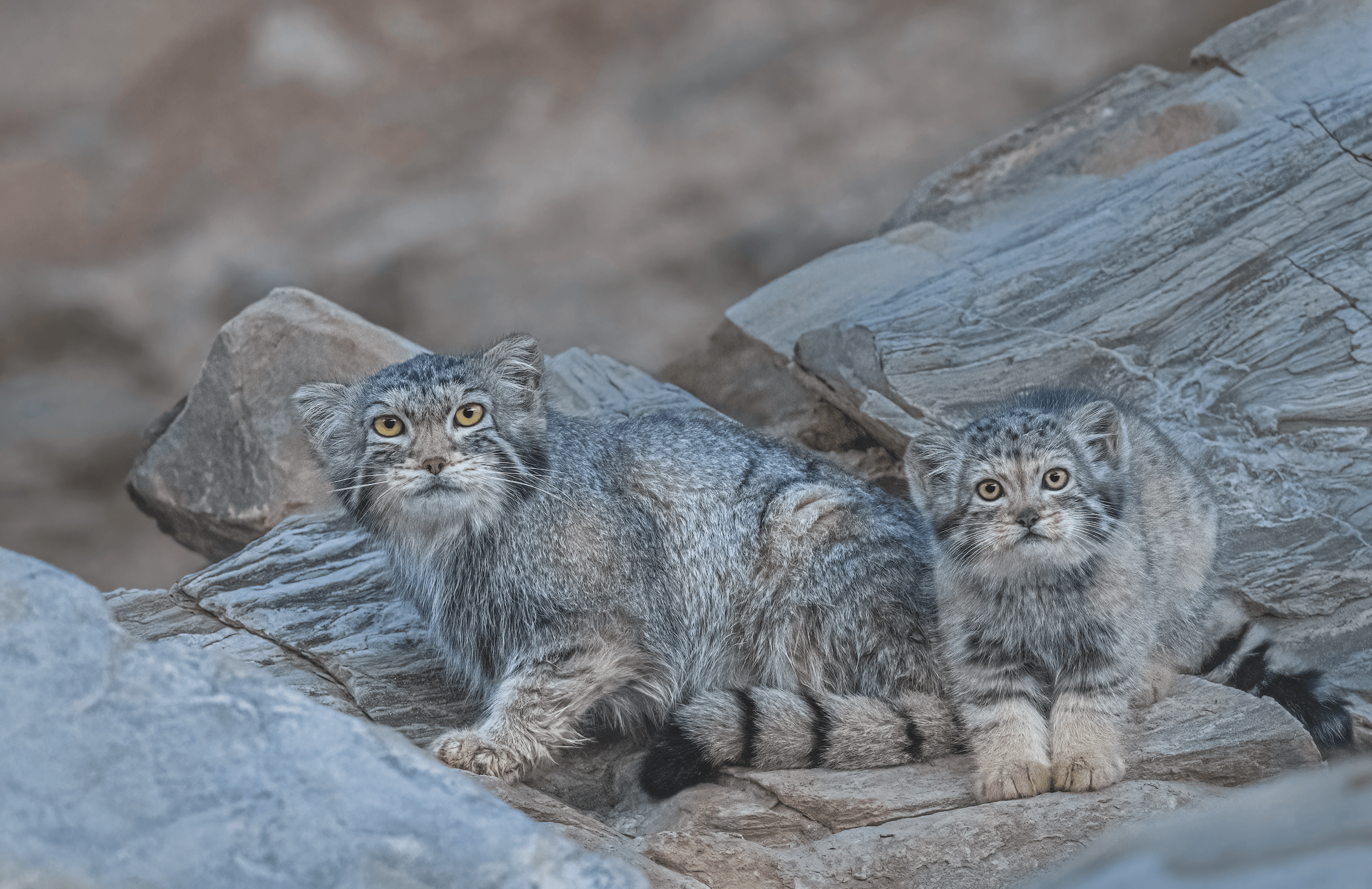 Pallas cats