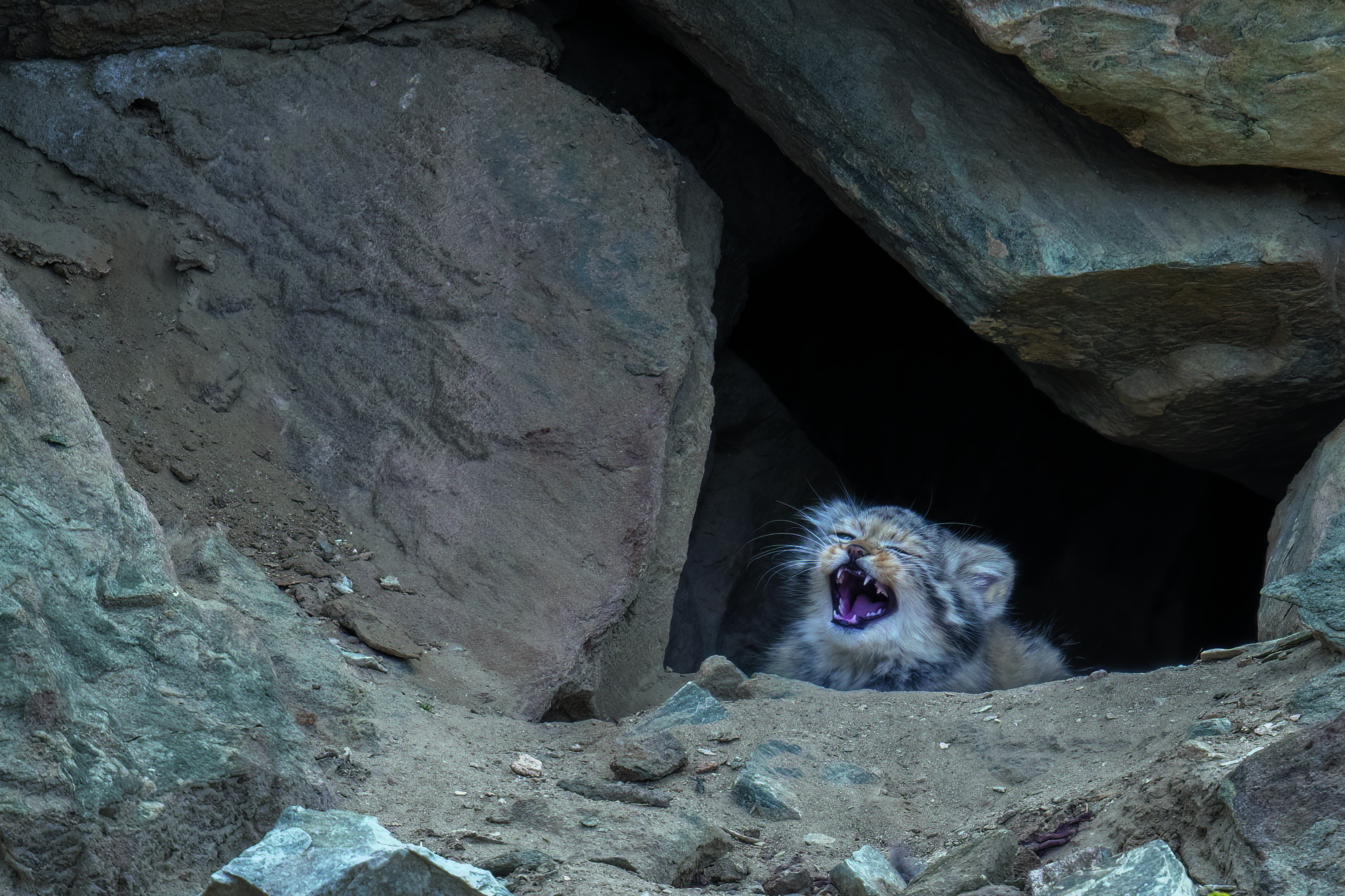 The kitten in the safety of his den