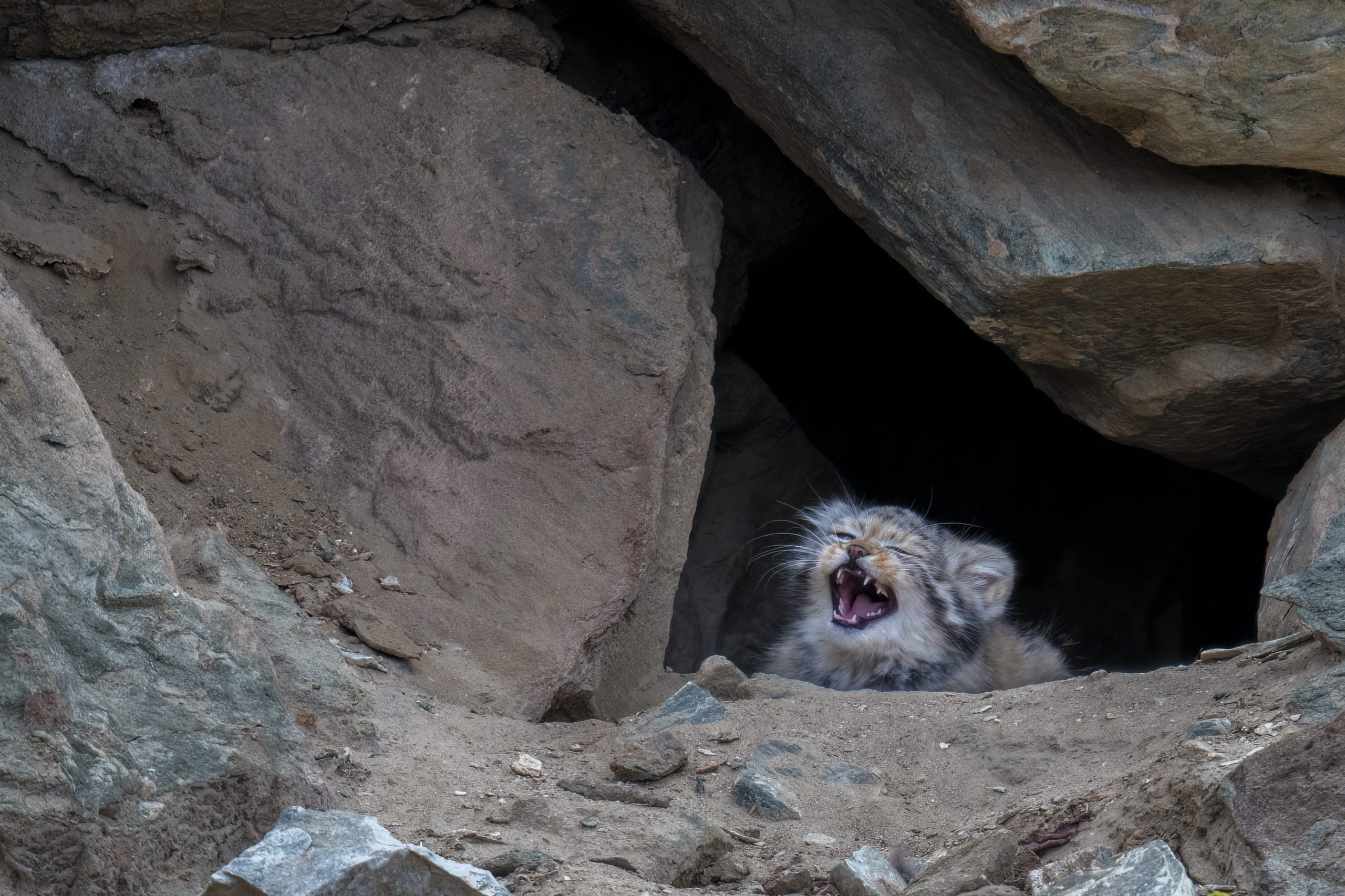 The kitten in the safety of his den