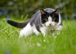 A domestic cat hunting for mice in the garden. © Daugirdas Tomas Racys/Getty A domestic cat hunting for mice in the garden. © Daugirdas Tomas Racys/Getty