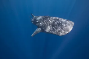 A whale shark swimming in Sogod bay, Southern Leyte, Philippines. © Steve De Neef/VW Pics/Universal Images Group/Getty A whale shark swimming in Sogod bay, Southern Leyte, Philippines. © Steve De Neef/VW Pics/Universal Images Group/Getty