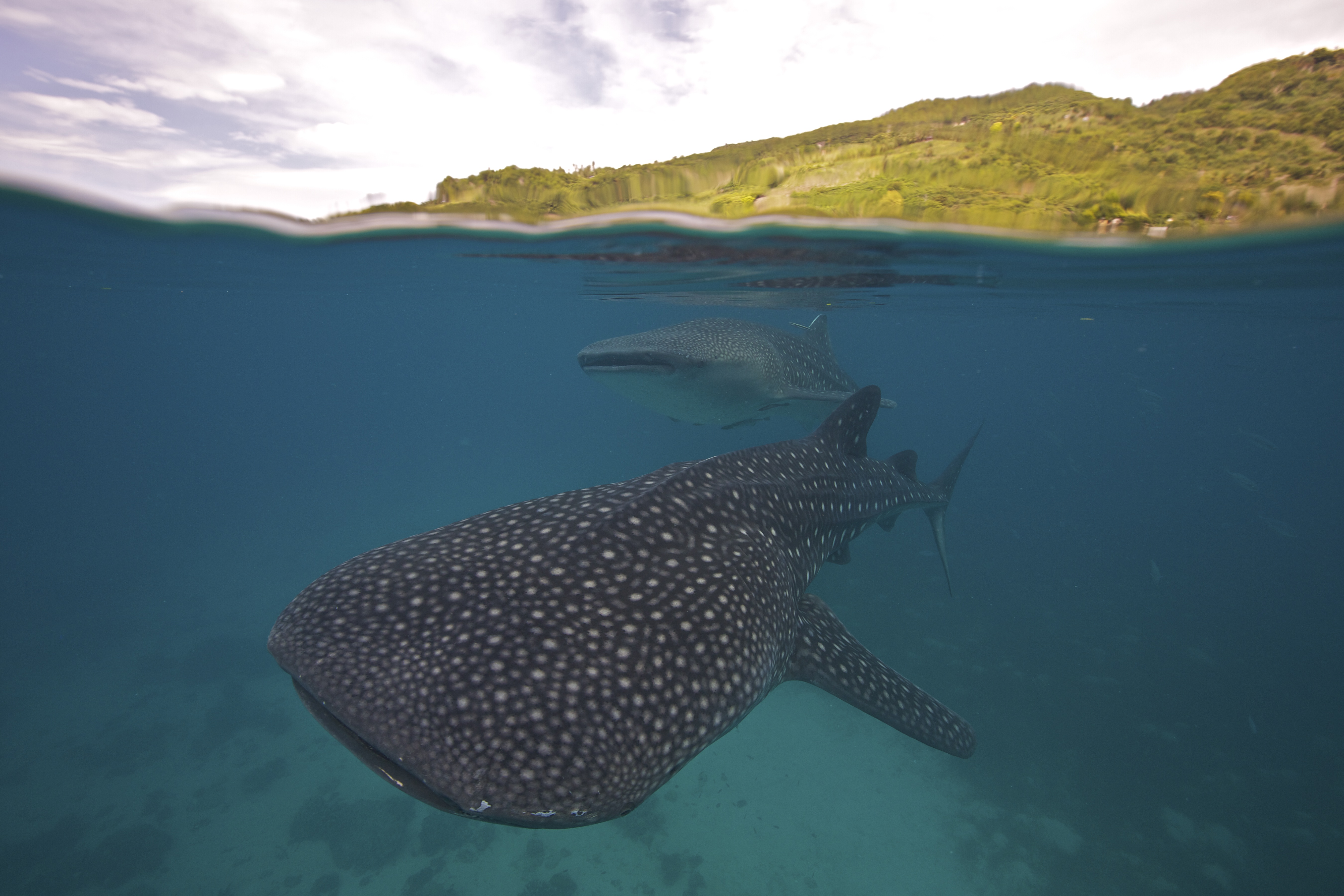 A whale shark swimming in the Bohol Sea, an are in the Philippines where many of these huge fish can be found. © Steve De Neef/VW Pics/Universal Images Group/Getty