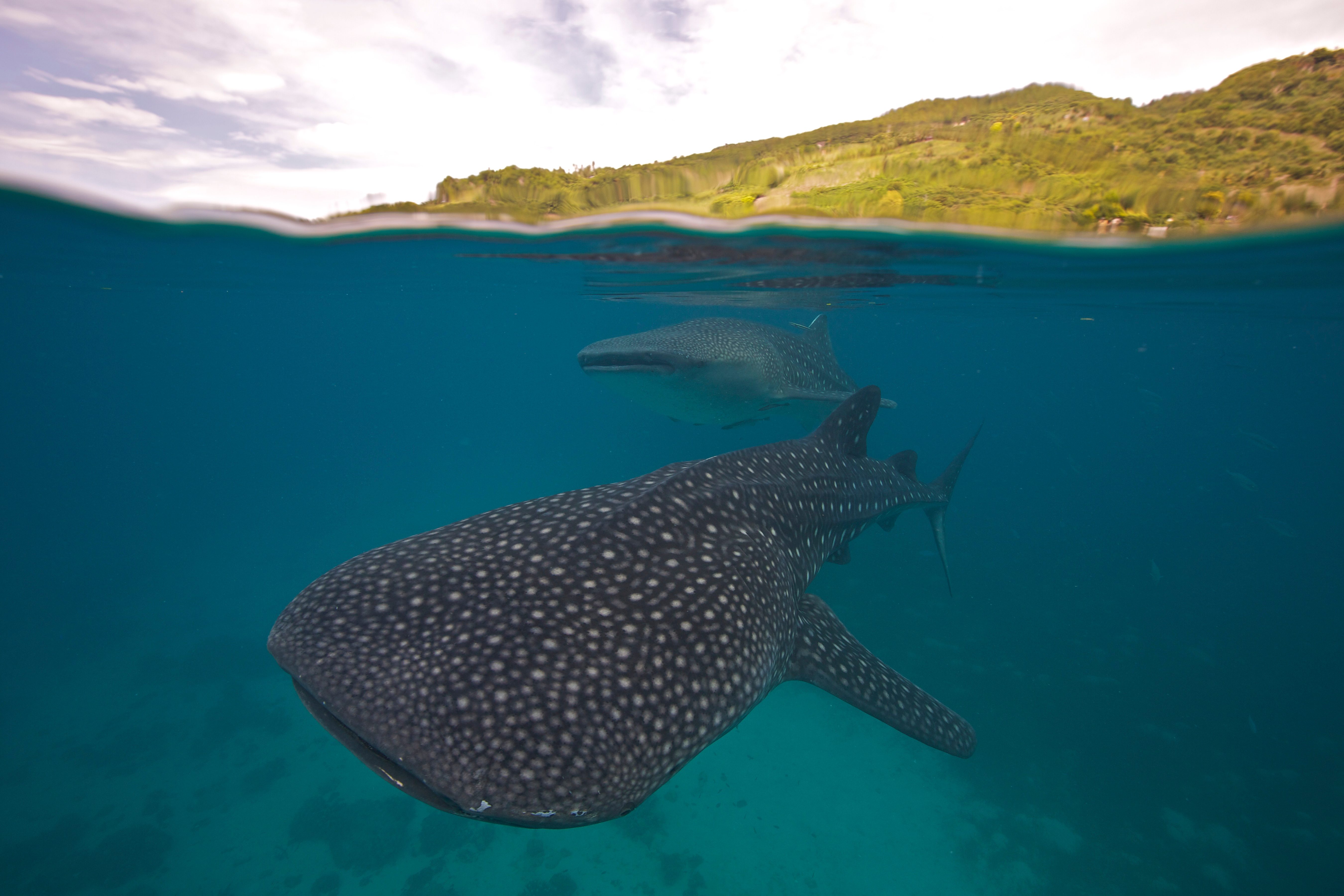 A whale shark swimming in the Bohol Sea, an are in the Philippines where many of these huge fish can be found. © Steve De Neef/VW Pics/Universal Images Group/Getty A whale shark swimming in the Bohol Sea, an are in the Philippines where many of these huge fish can be found. © Steve De Neef/VW Pics/Universal Images Group/Getty
