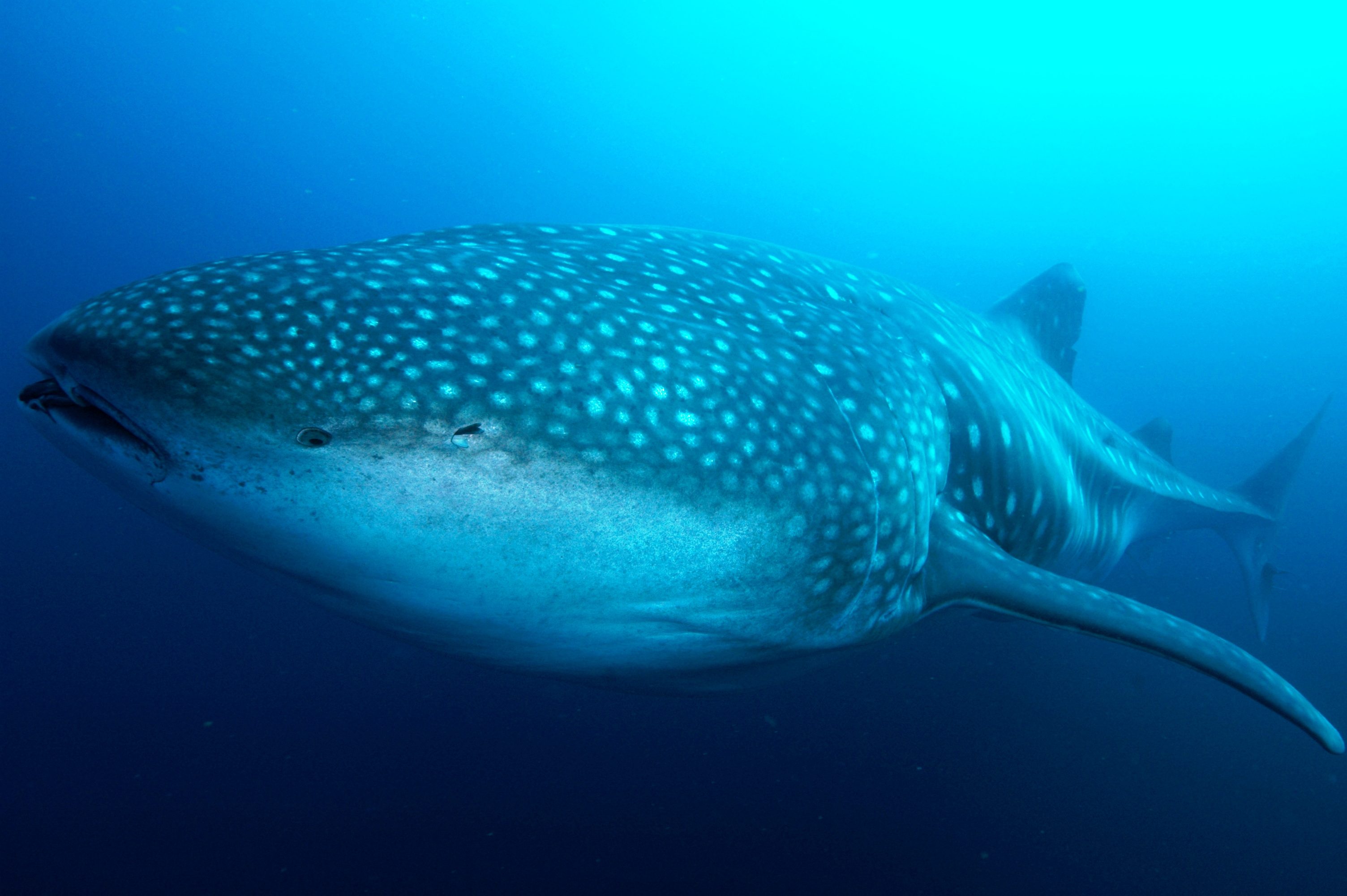 Whale shark in the Galápagos Islands. © Alan Purton/Galapagos Conservation Trust Whale shark in the Galápagos Islands. © Alan Purton/Galapagos Conservation Trust