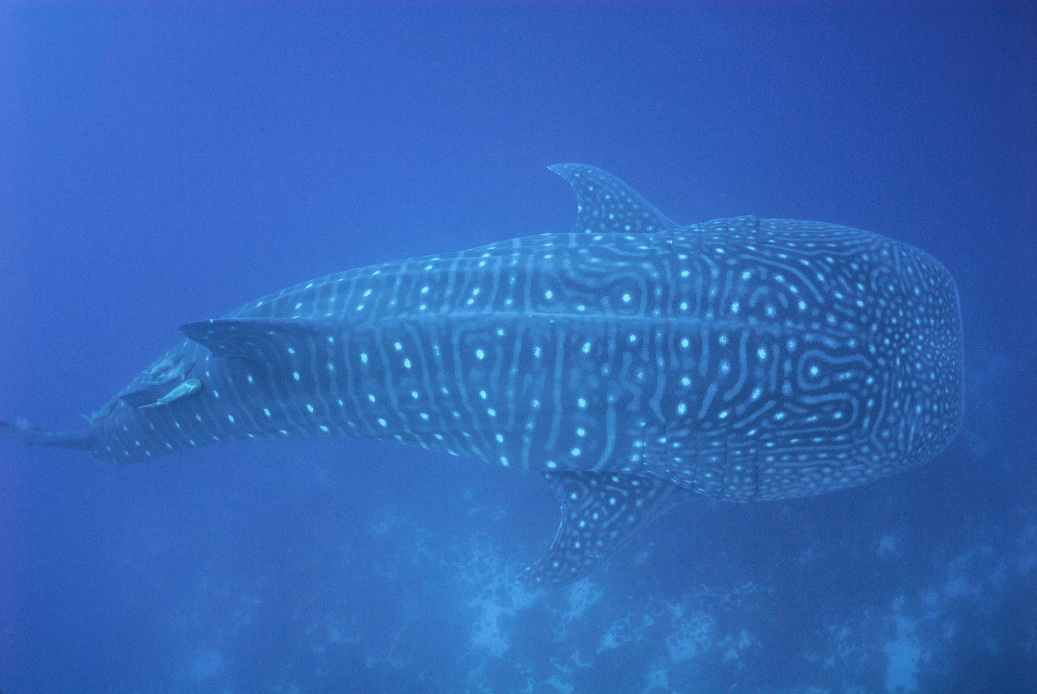 Whale shark photographed from above, by Wolf Island I the Galápagos Islands. © Sami Sarkis/Getty