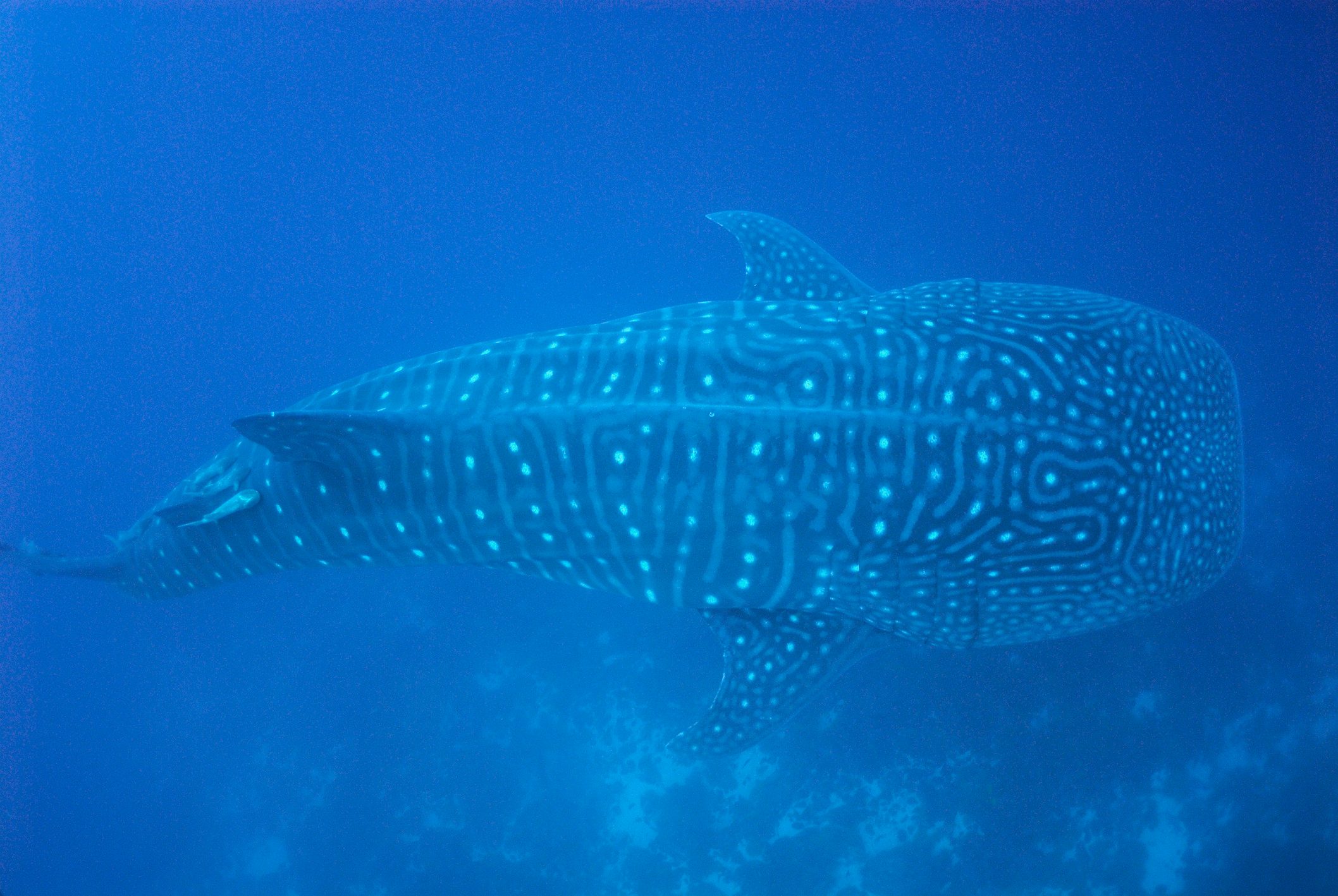 Whale shark photographed from above, by Wolf Island I the Galápagos Islands. © Sami Sarkis/Getty Whale shark photographed from above, by Wolf Island I the Galápagos Islands. © Sami Sarkis/Getty