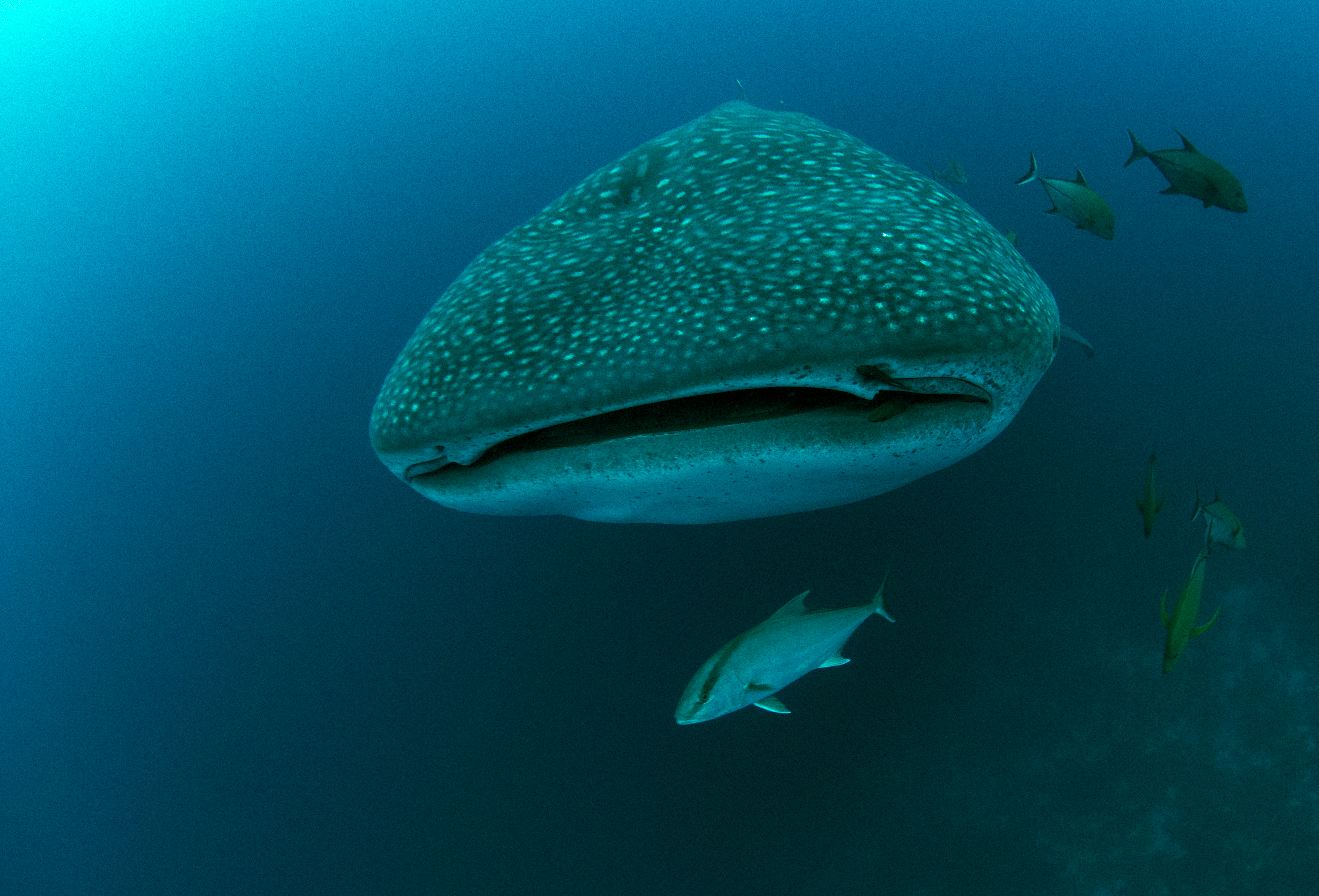 A whale shark in the Galápagos Islands. © Jonathan Green/Galapagos Conservation Trust