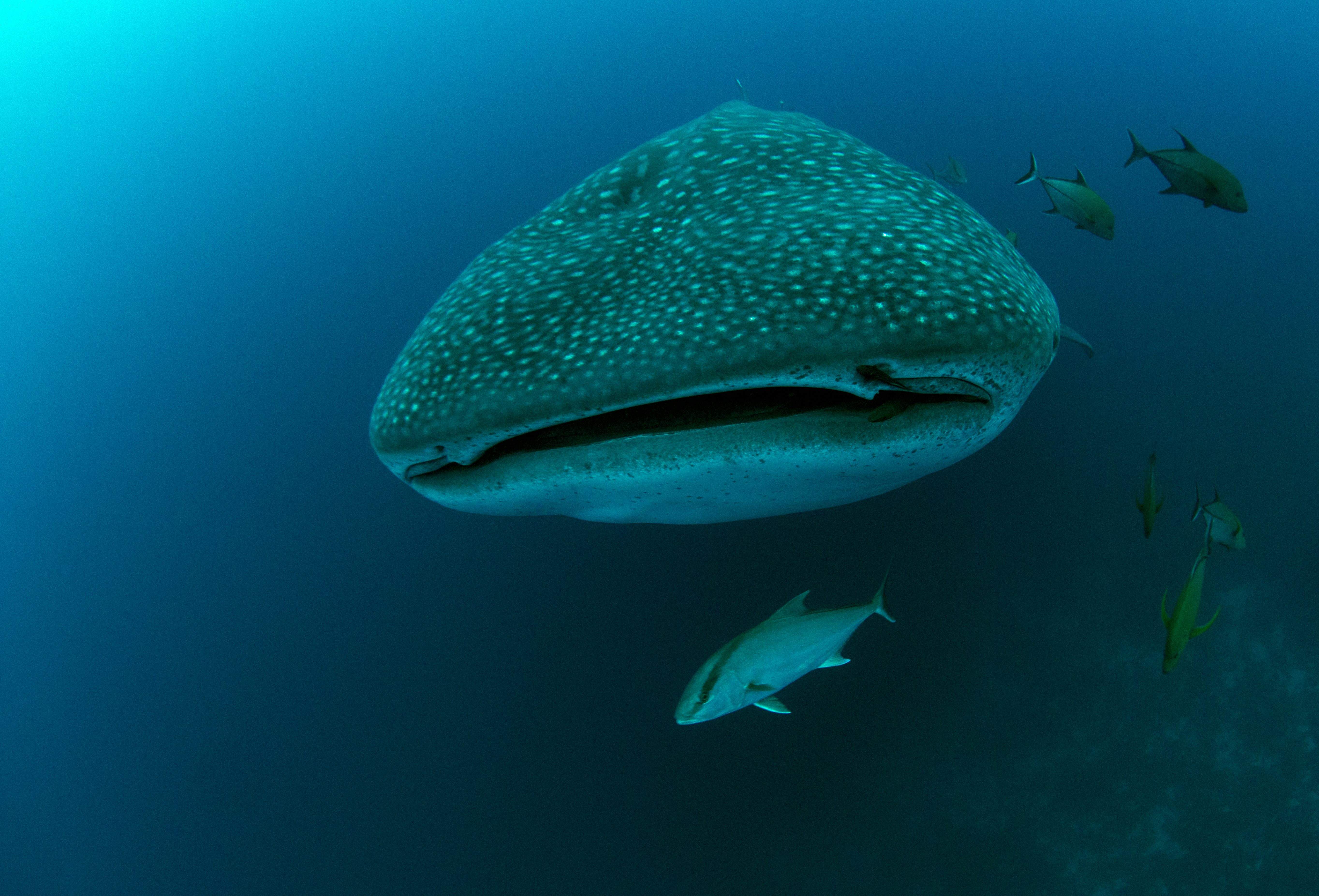 A whale shark in the Galápagos Islands. © Jonathan Green/Galapagos Conservation Trust A whale shark in the Galápagos Islands. © Jonathan Green/Galapagos Conservation Trust