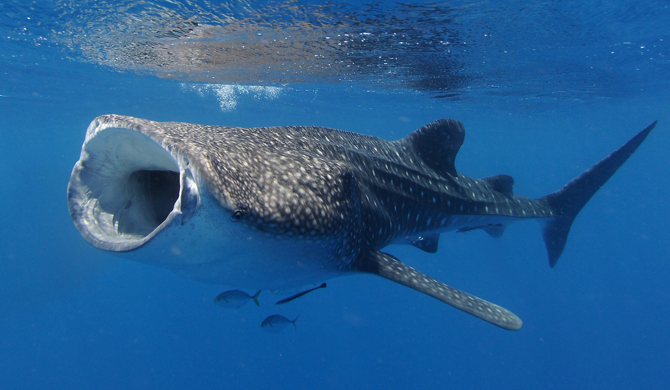 Whale shark feeding with its mouth open, in Ningaloo Reef, Western Australia. © James D Morgan/Getty Whale shark feeding with its mouth open, in Ningaloo Reef, Western Australia. © James D Morgan/Getty