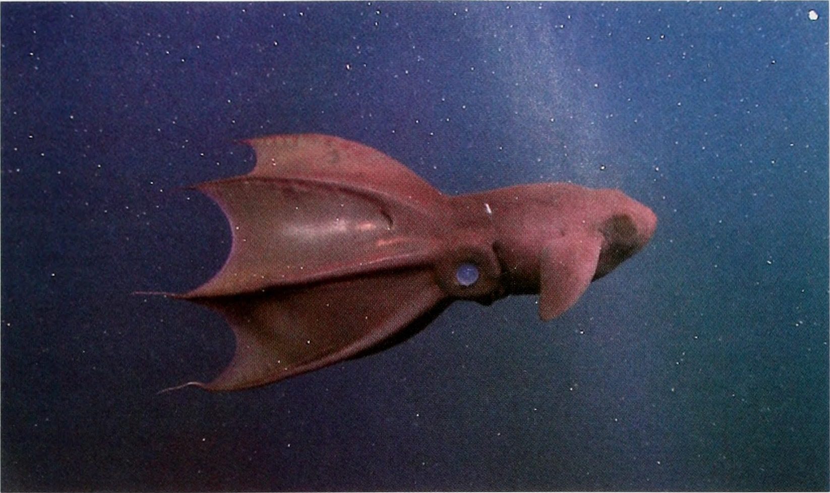 Vampire squid