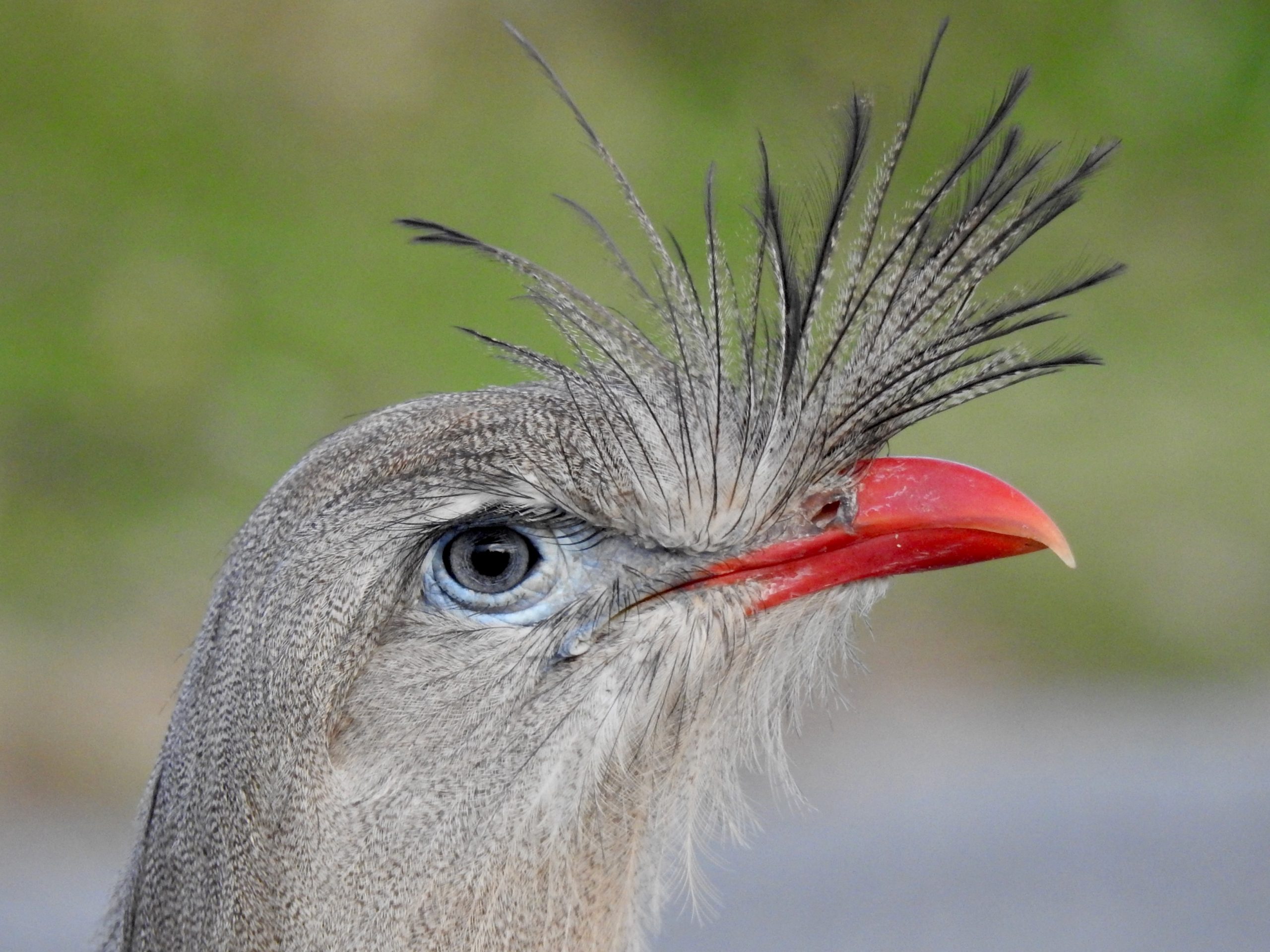 red-legged_seriema