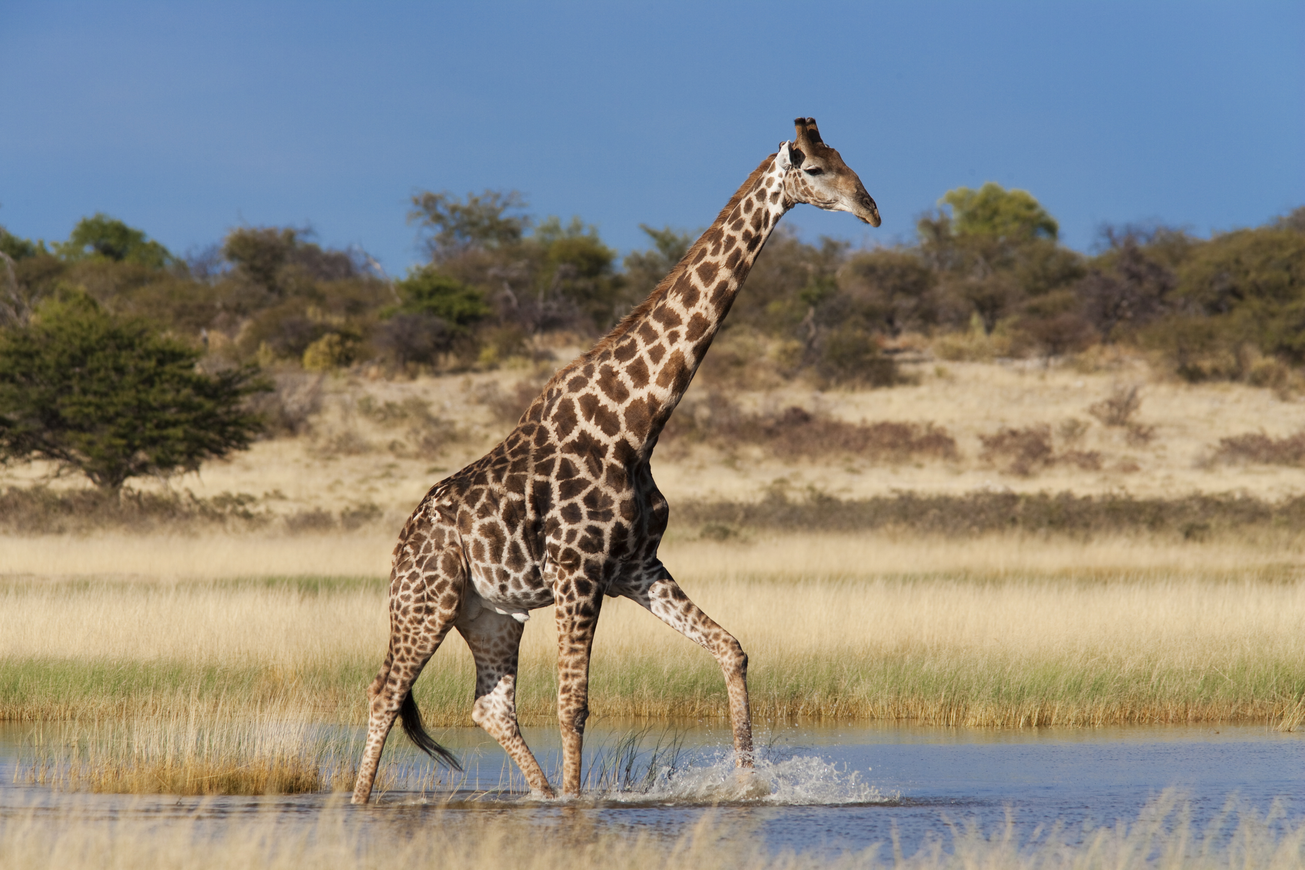 Giraffe (Giraffa camelopardalis), wading through seasonal water on pan, Etosha National Park, Namibia, Africa Giraffe (Giraffa camelopardalis), wading through seasonal water on pan, Etosha National Park, Namibia, Africa