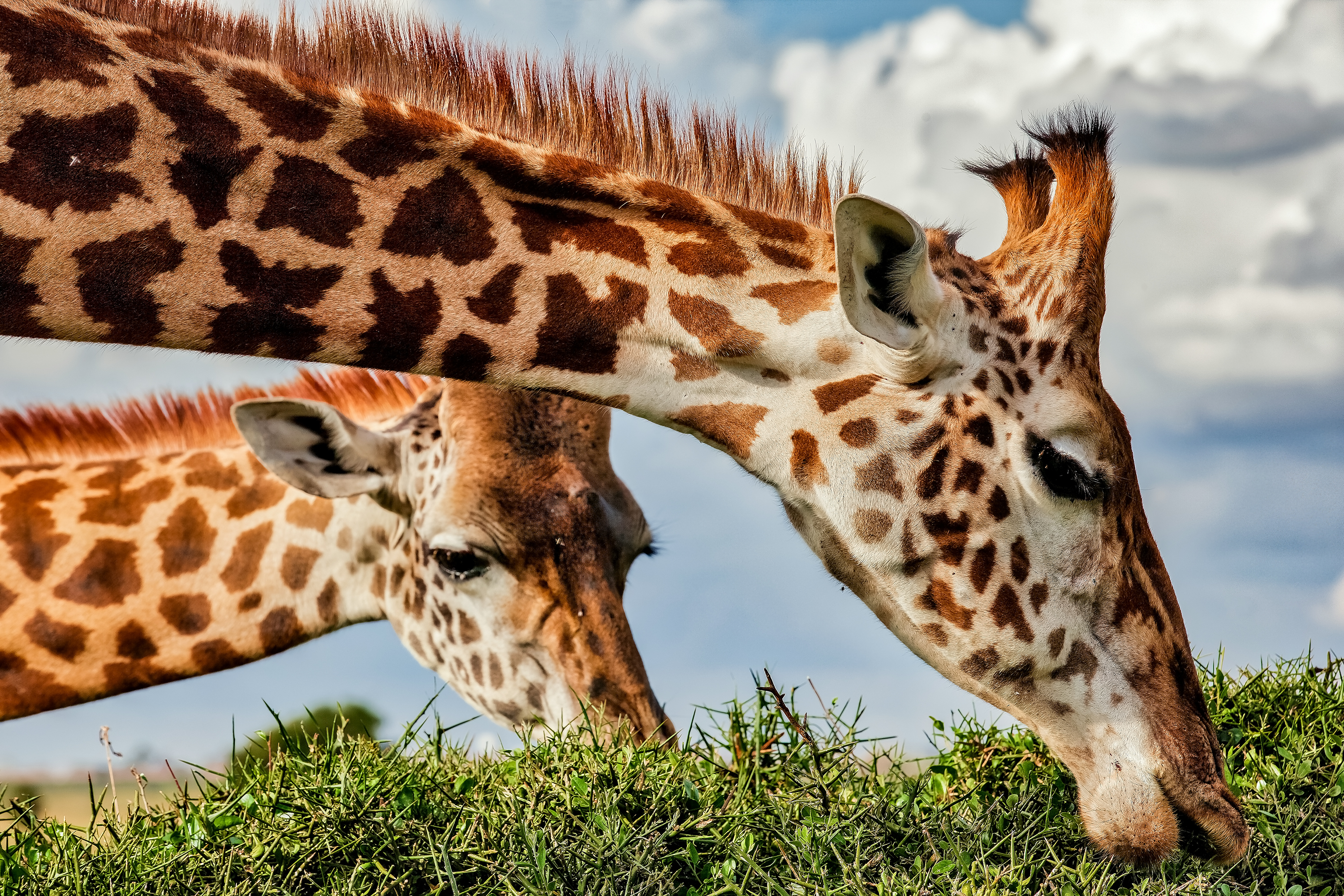 Giraffes grazing from the top of an acacia tree