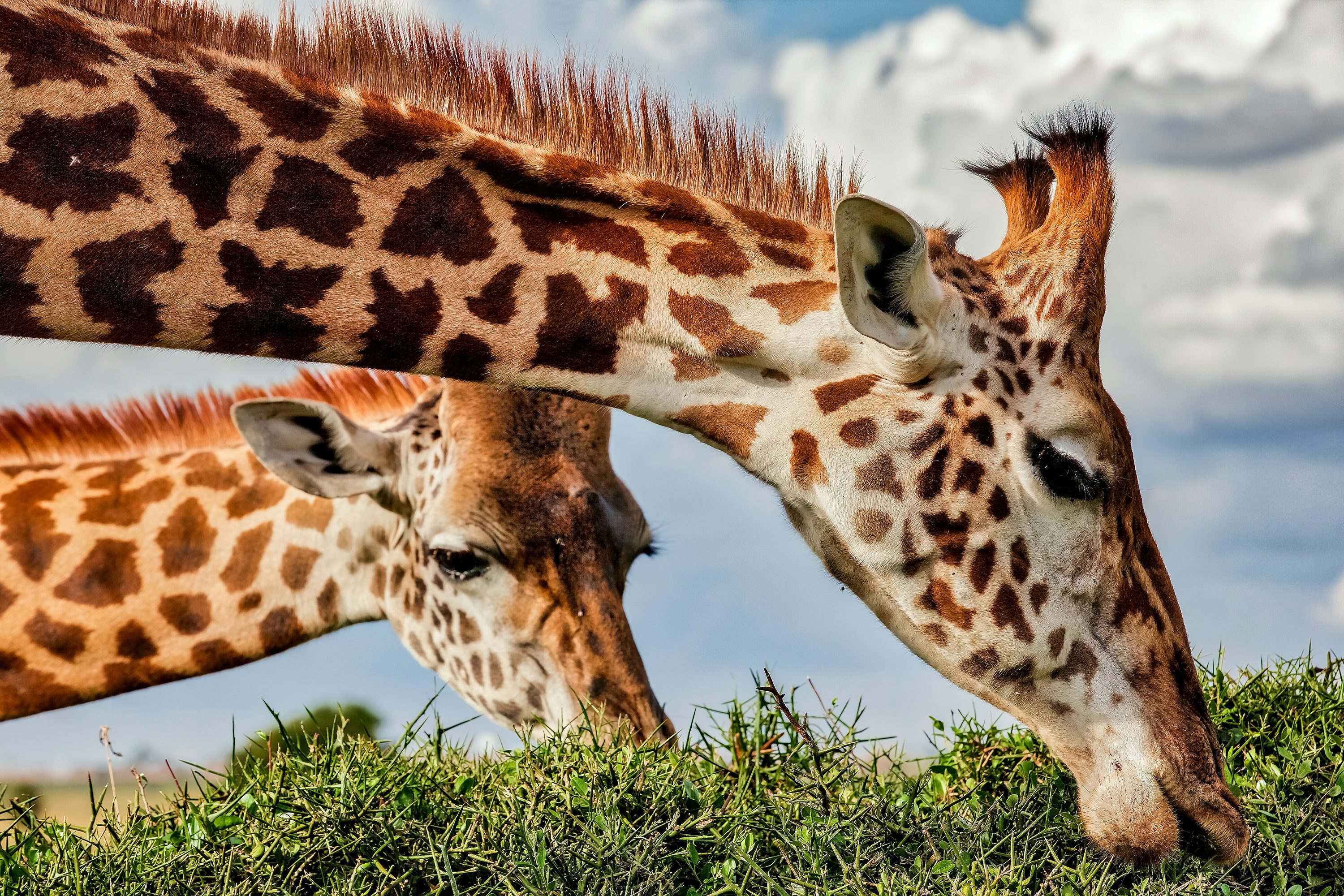Giraffes grazing from the top of an acacia tree