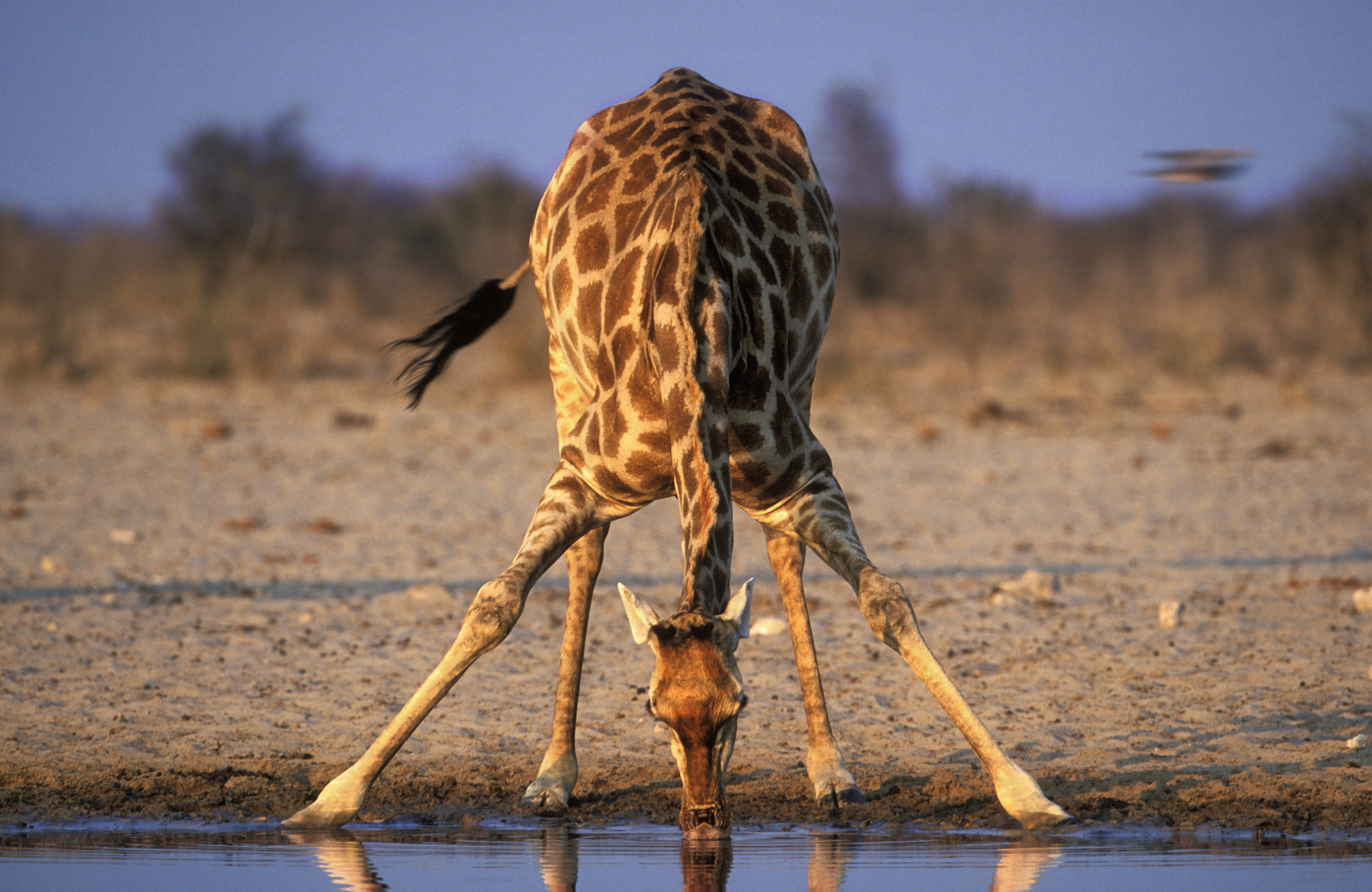 Giraffe (Giraffa camelopardalis) drinking water at a water hole Giraffe drinking from a waterhole in Etosha National Park, Namibia