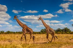 Giraffes walking through the savannah in the Masai Mara © Manoj Shah/Getty Giraffes walking through the savannah in the Masai Mara © Manoj Shah/Getty
