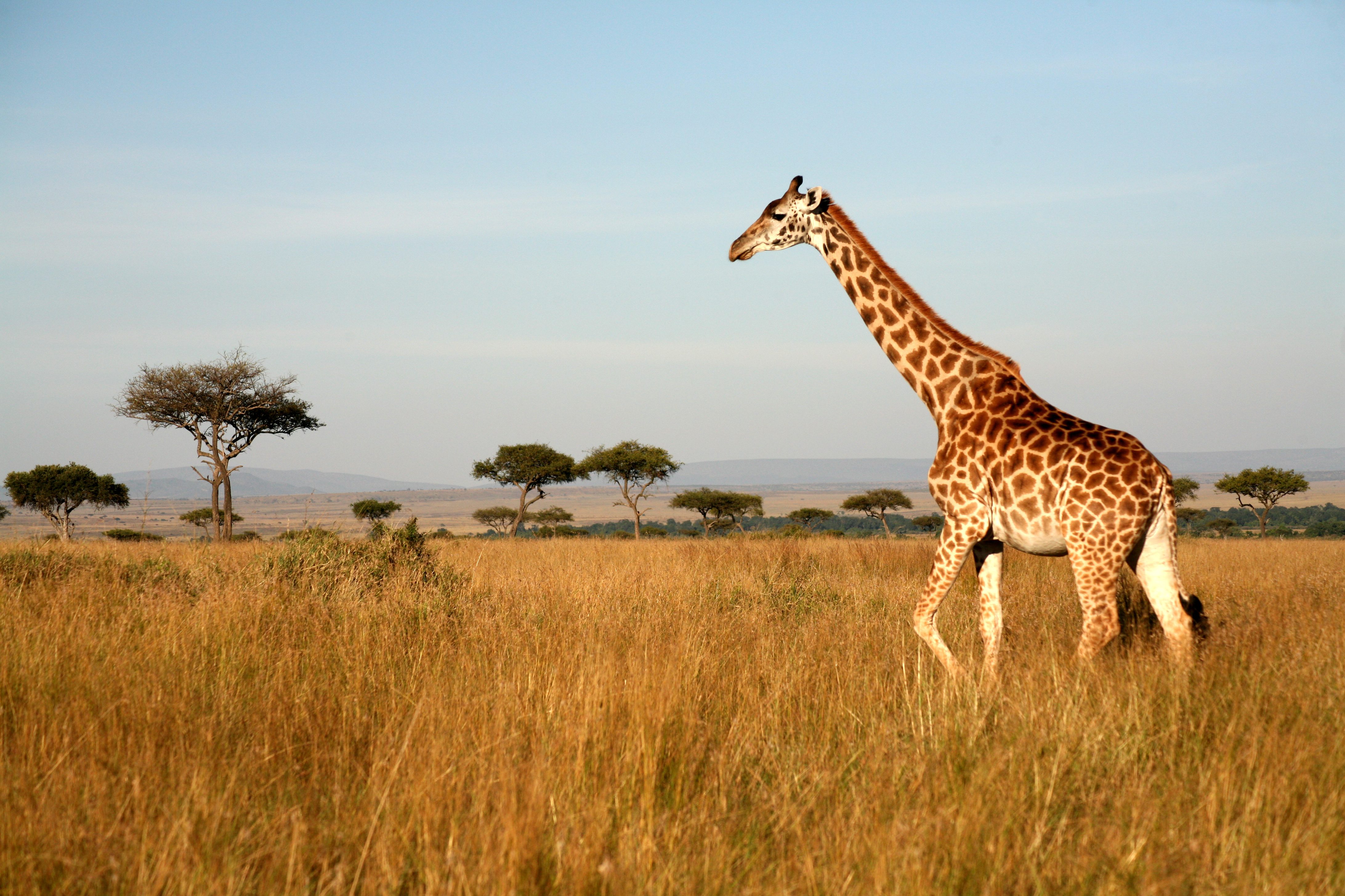 A giraffe walking on the plains in Kenya