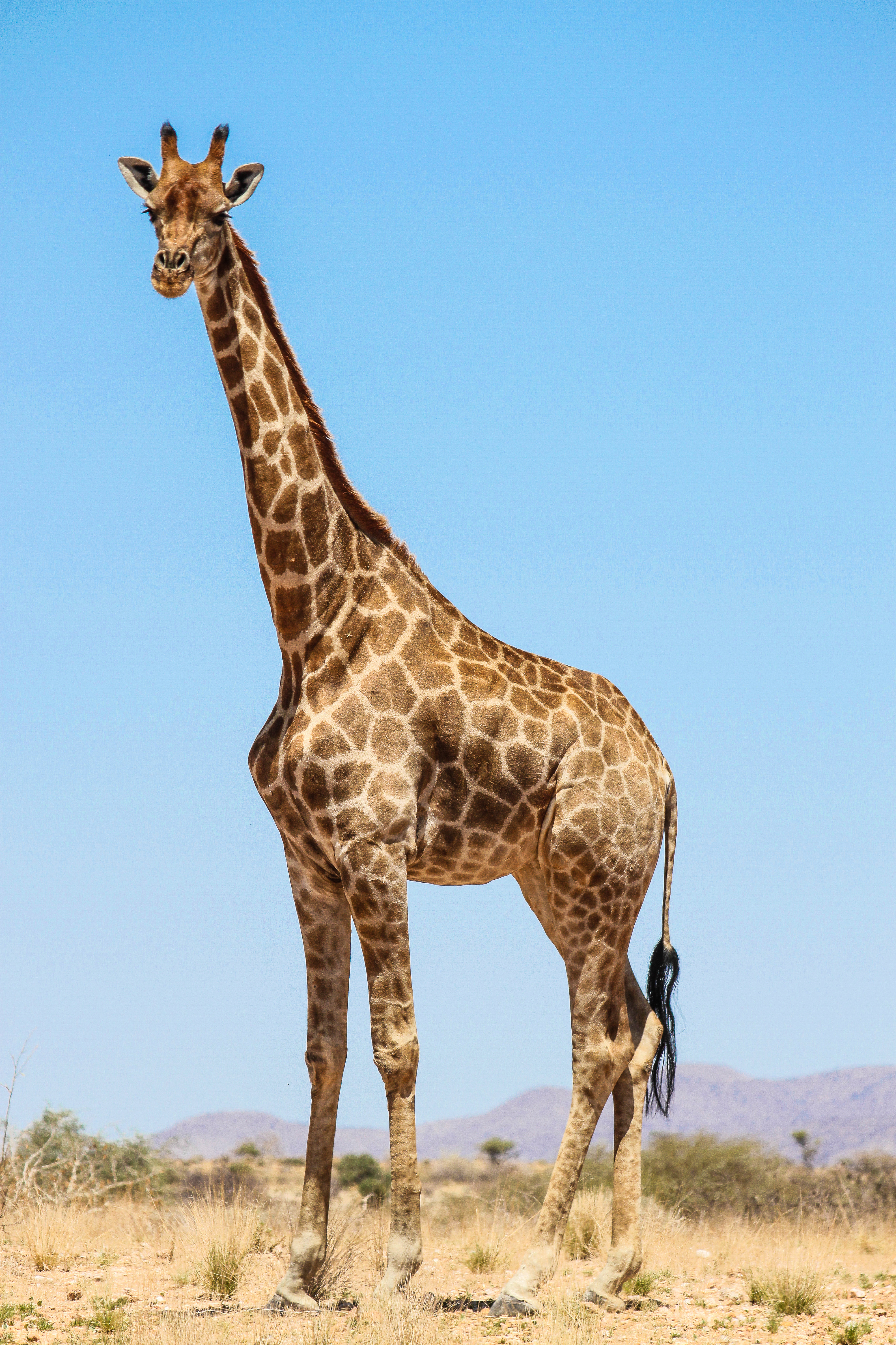 Giraffe portrait against a clear blue sky Full body giraffe portrait against a clear blue sky
