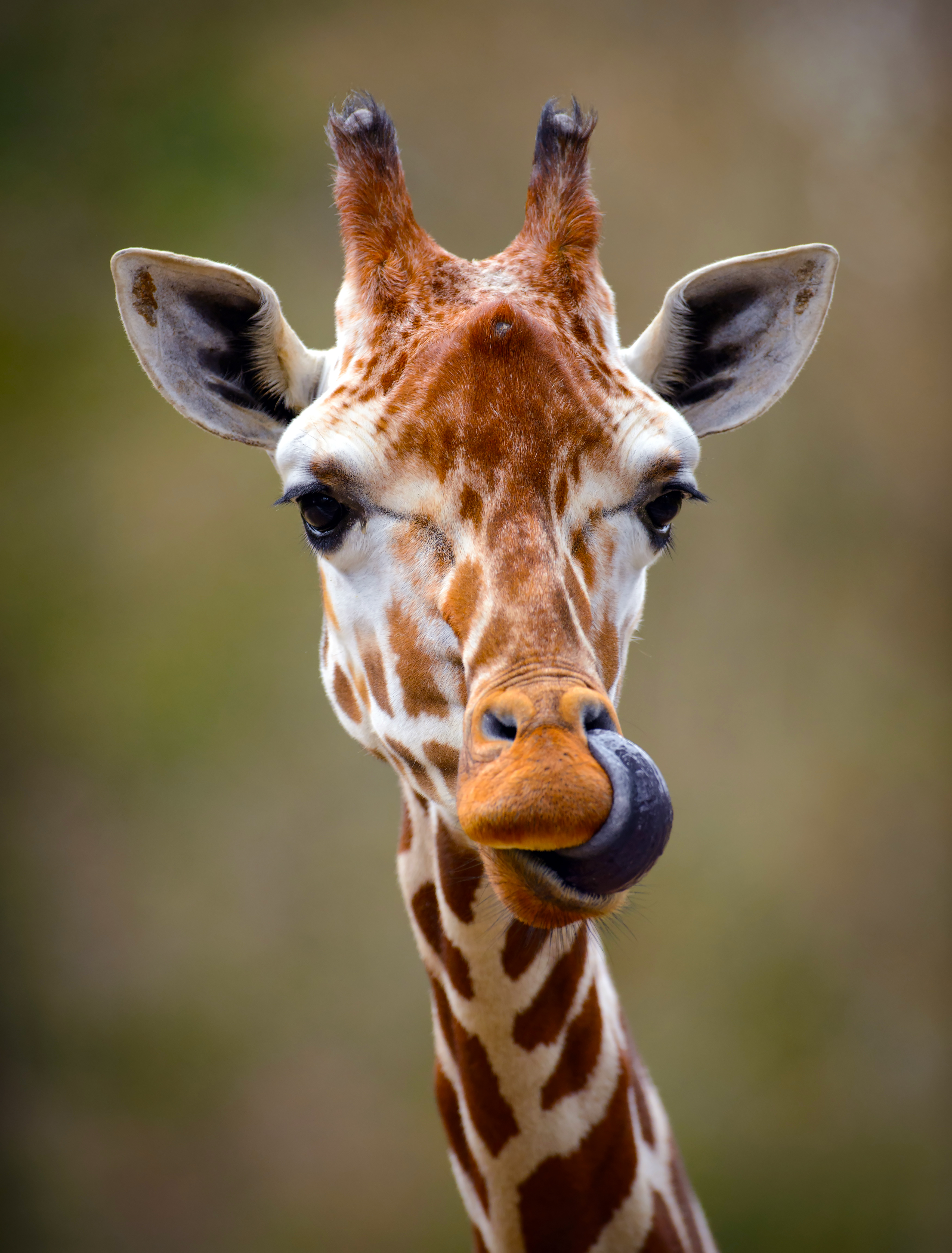 Giraffe Tongue Out Portrait Giraffe Tongue Out Portrait