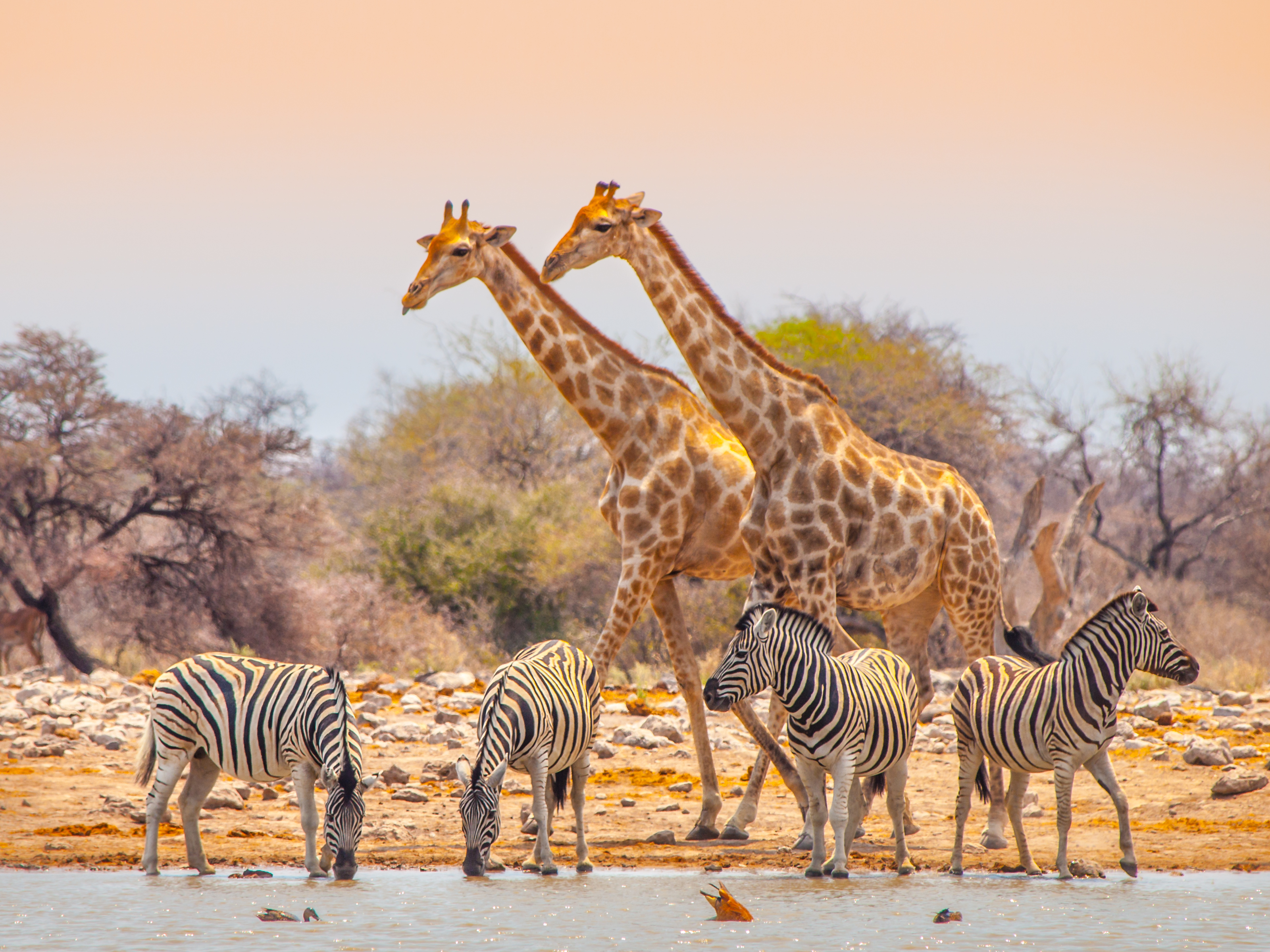Giraffes and zebras at waterhole Two giraffes and four zebras at waterhole in Etosha National Park, Namibia