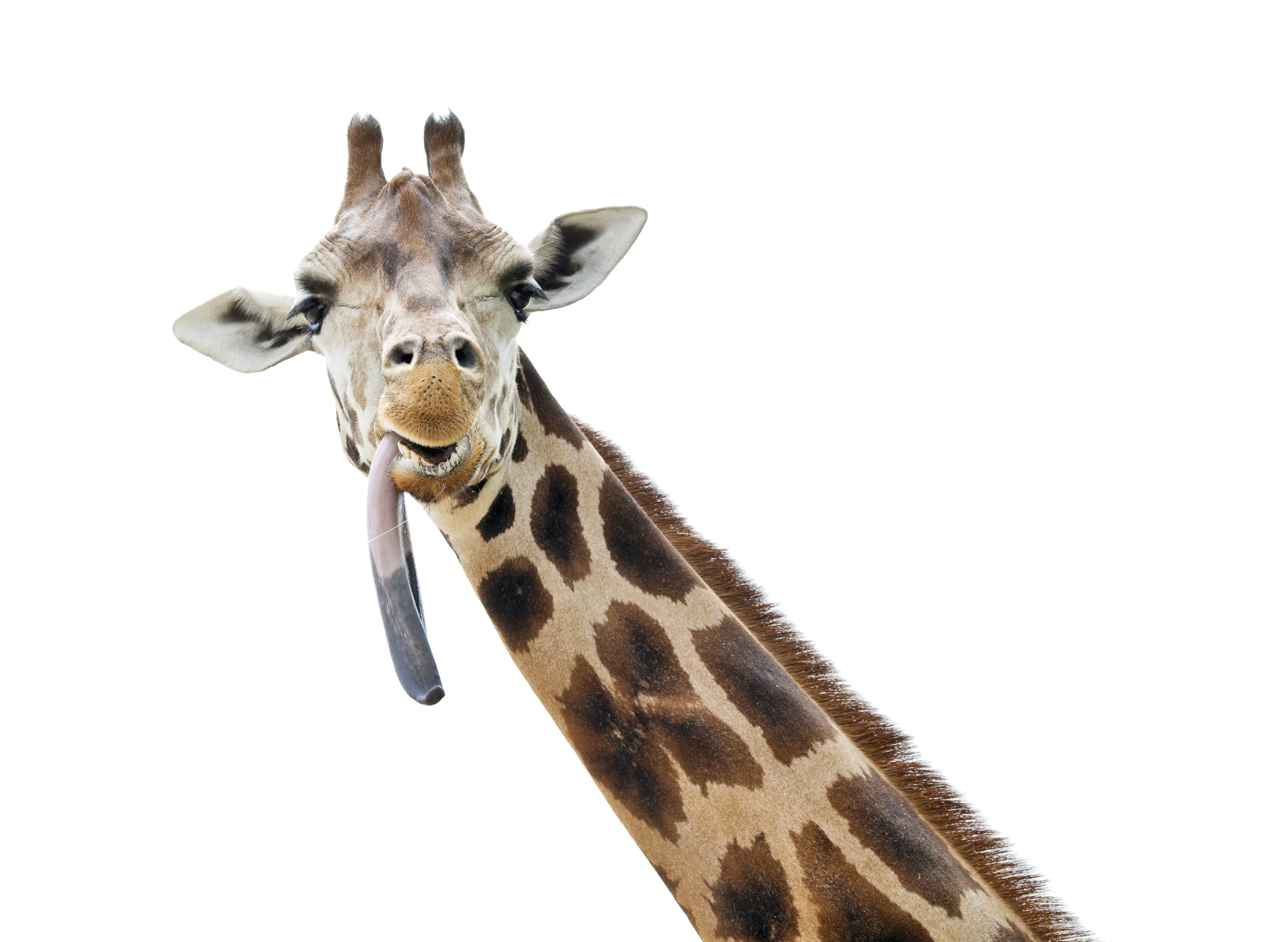 Giraffe sticking out its tongue A giraffe sticking out its enormous tongue