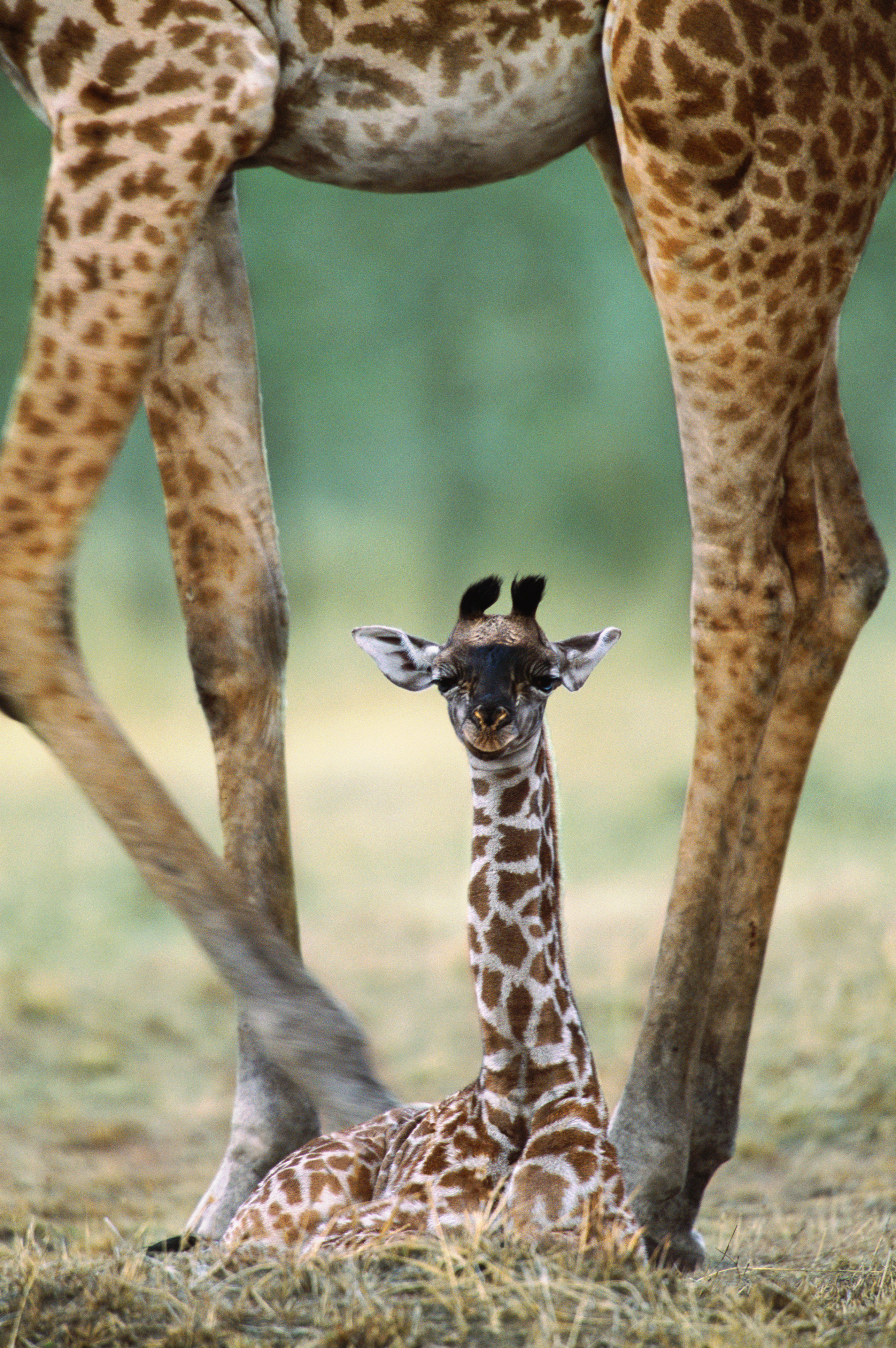 A newborn giraffe calf sitting beneath mother's legs, Masai Mara National Reserve, Kenya A newborn giraffe calf sitting beneath mother's legs, Masai Mara National Reserve, Kenya