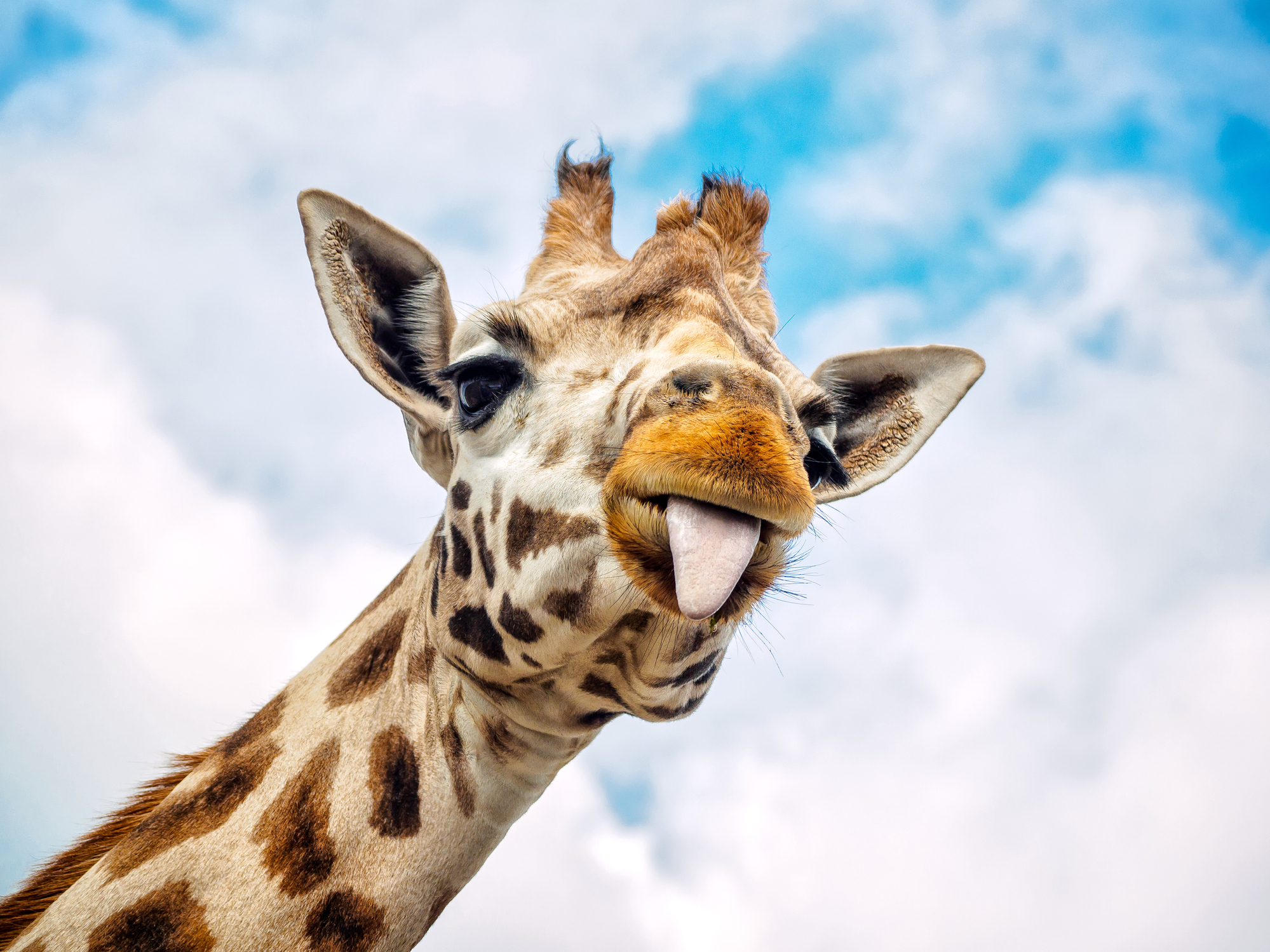 Funny giraffe sticking out its tongue Funny giraffe sticking out its tongue