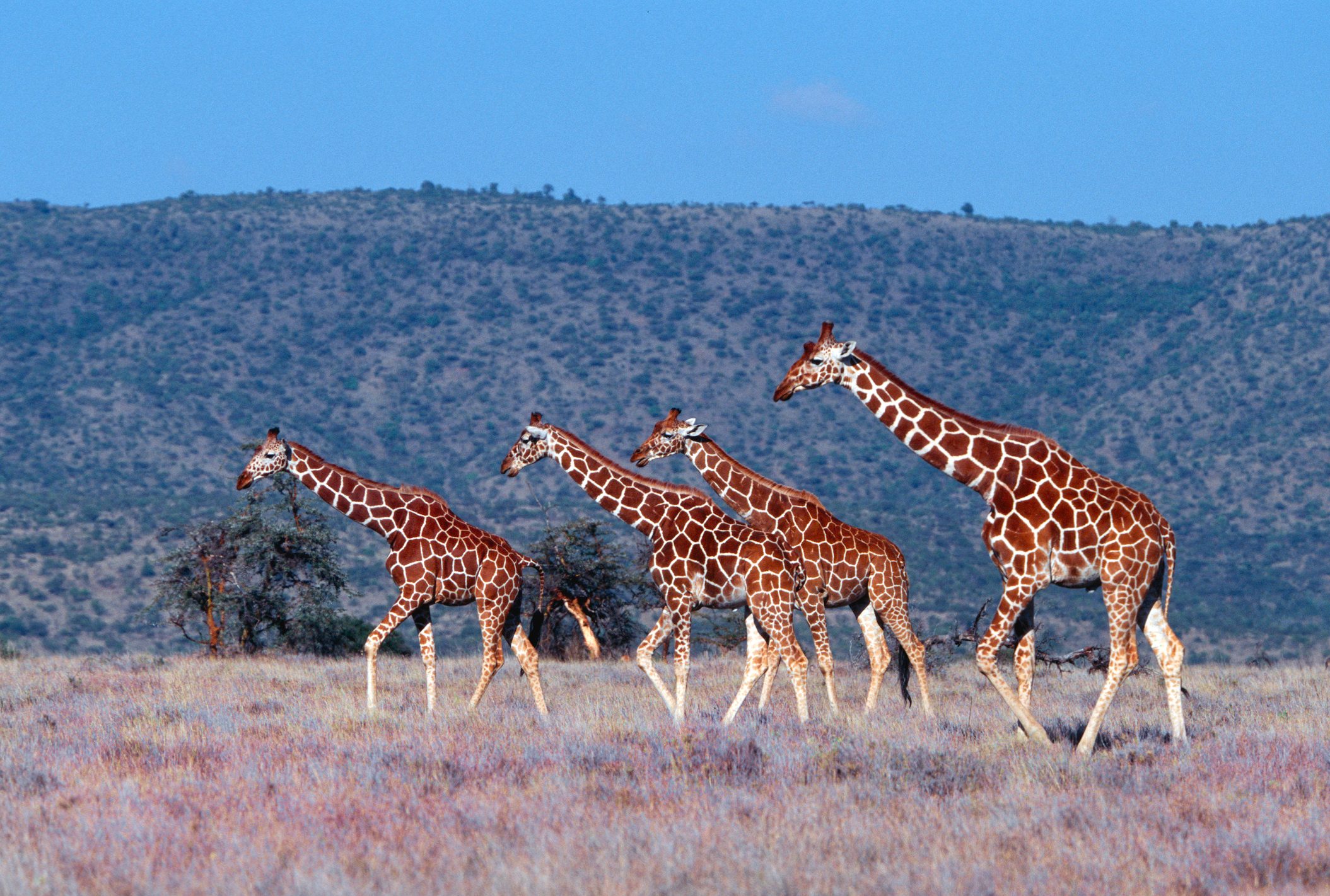 Reticulated giraffes walking across the savannah in Kenya