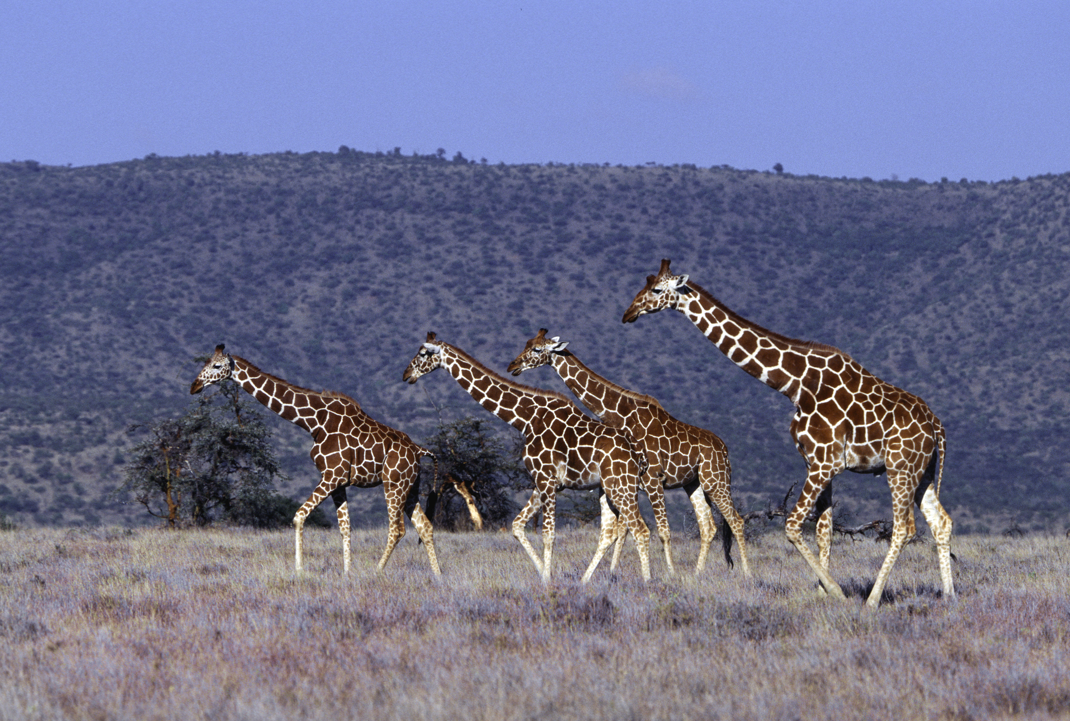 Reticulated giraffes on the savannah in Kenya Reticulated giraffes walking across the savannah in Kenya