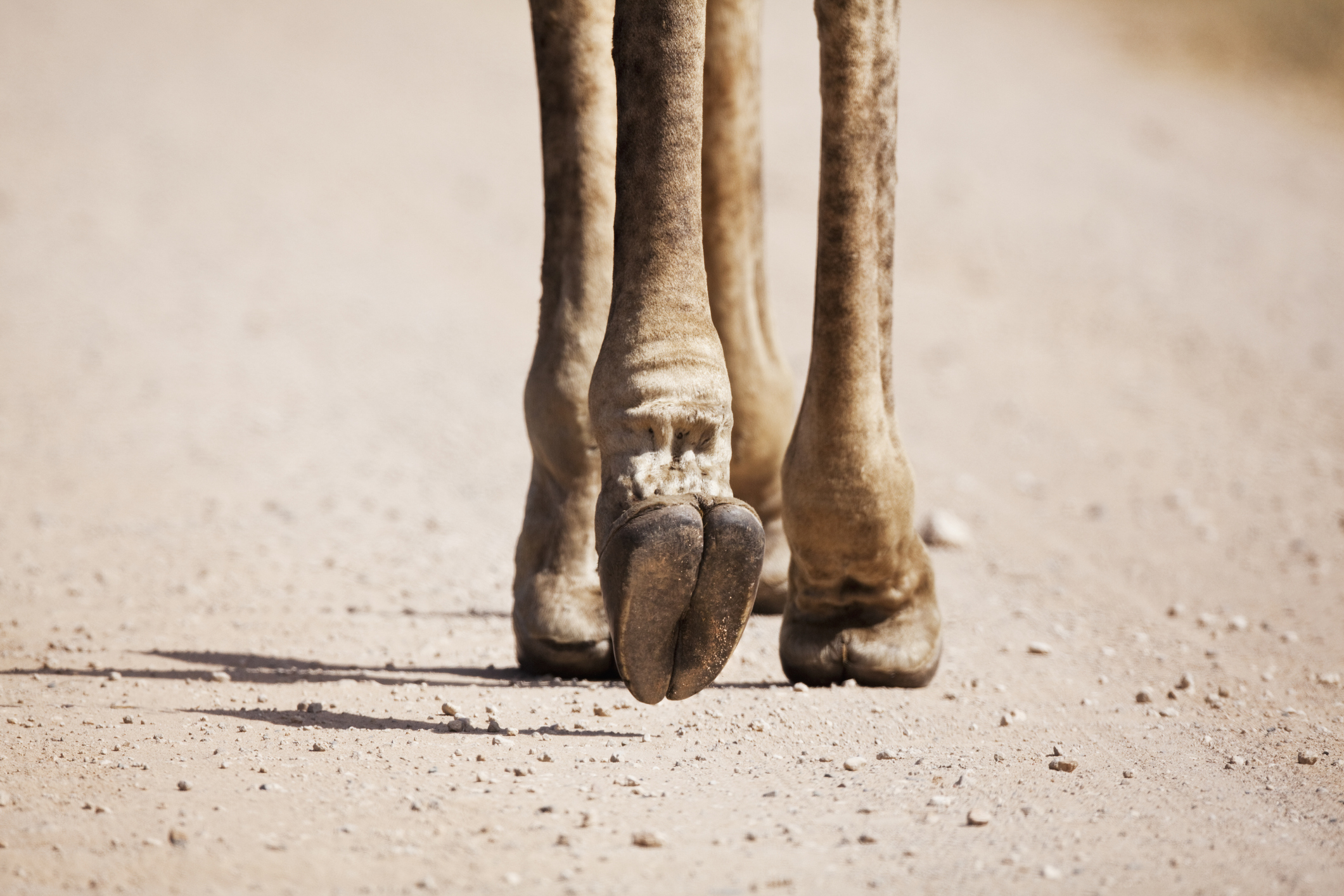 Giraffe (Giraffa camelopardalis) feet, Mpumalanga Province, South Africa Giraffe (Giraffa camelopardalis) feet, Mpumalanga Province, South Africa