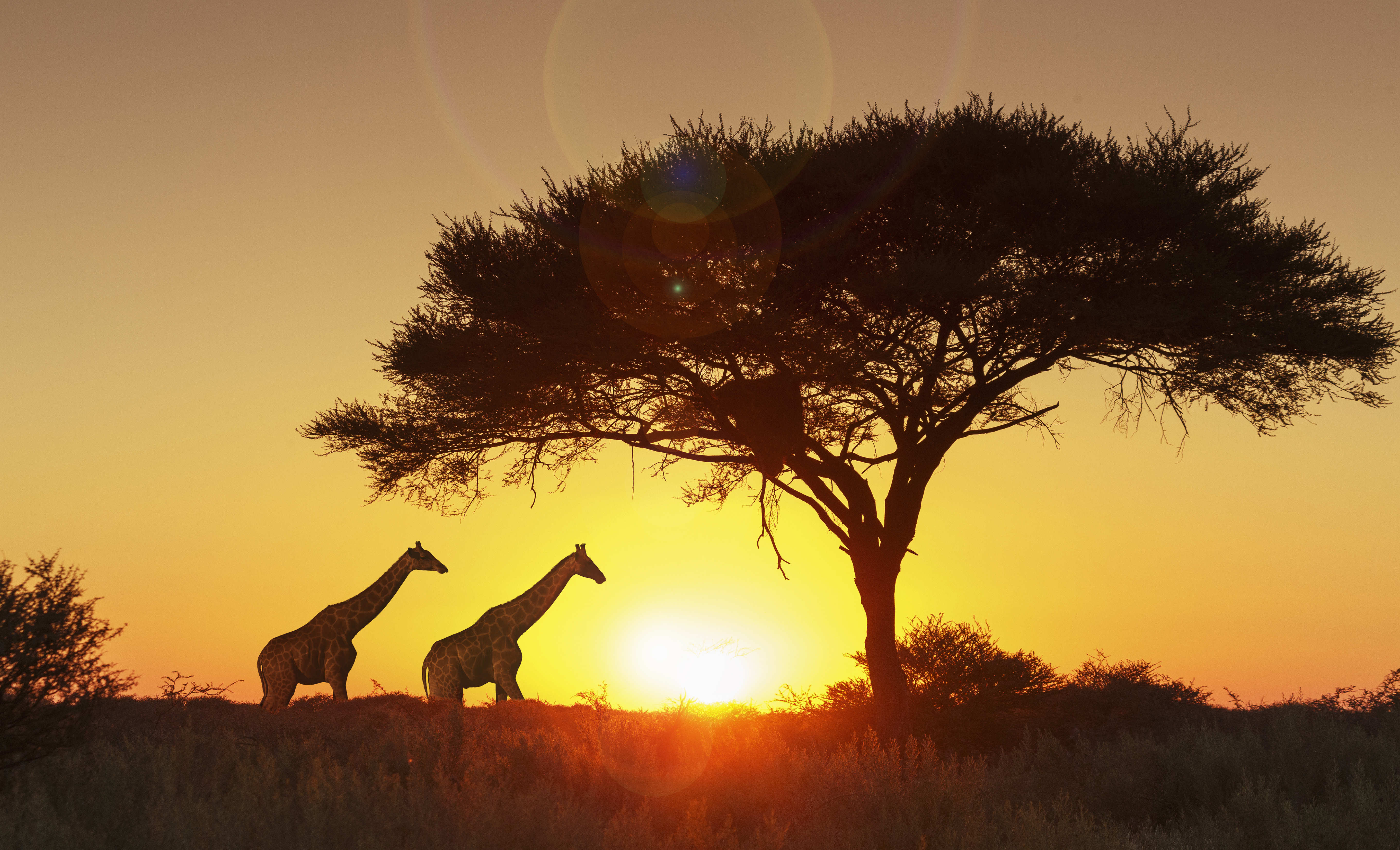 Giraffes under a tree, silhouetted against the sunset in Etosha National Park, Namibia Giraffes under a tree, silhouetted against the sunset in Etosha National Park, Namibia