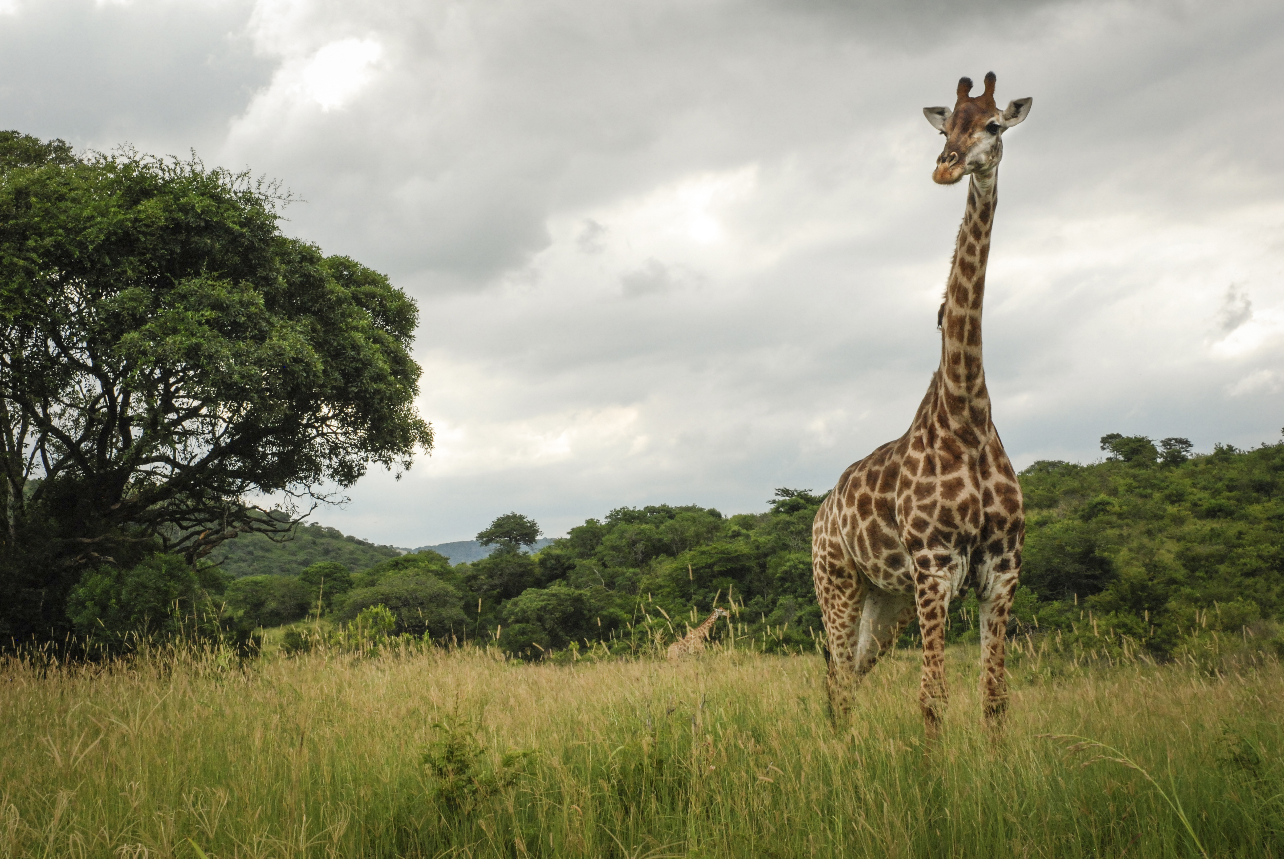A giraffe at Hluhluwe-Imfolozi Game Reserve in South Africa. A giraffe at Hluhluwe-Imfolozi Game Reserve in South Africa.