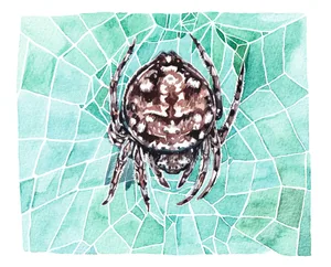 darwin bark spider An illustration of Darwin's bark spider